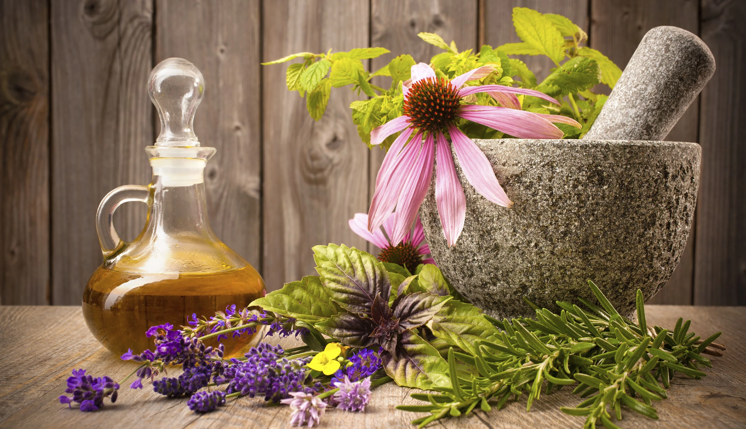 Echinacea