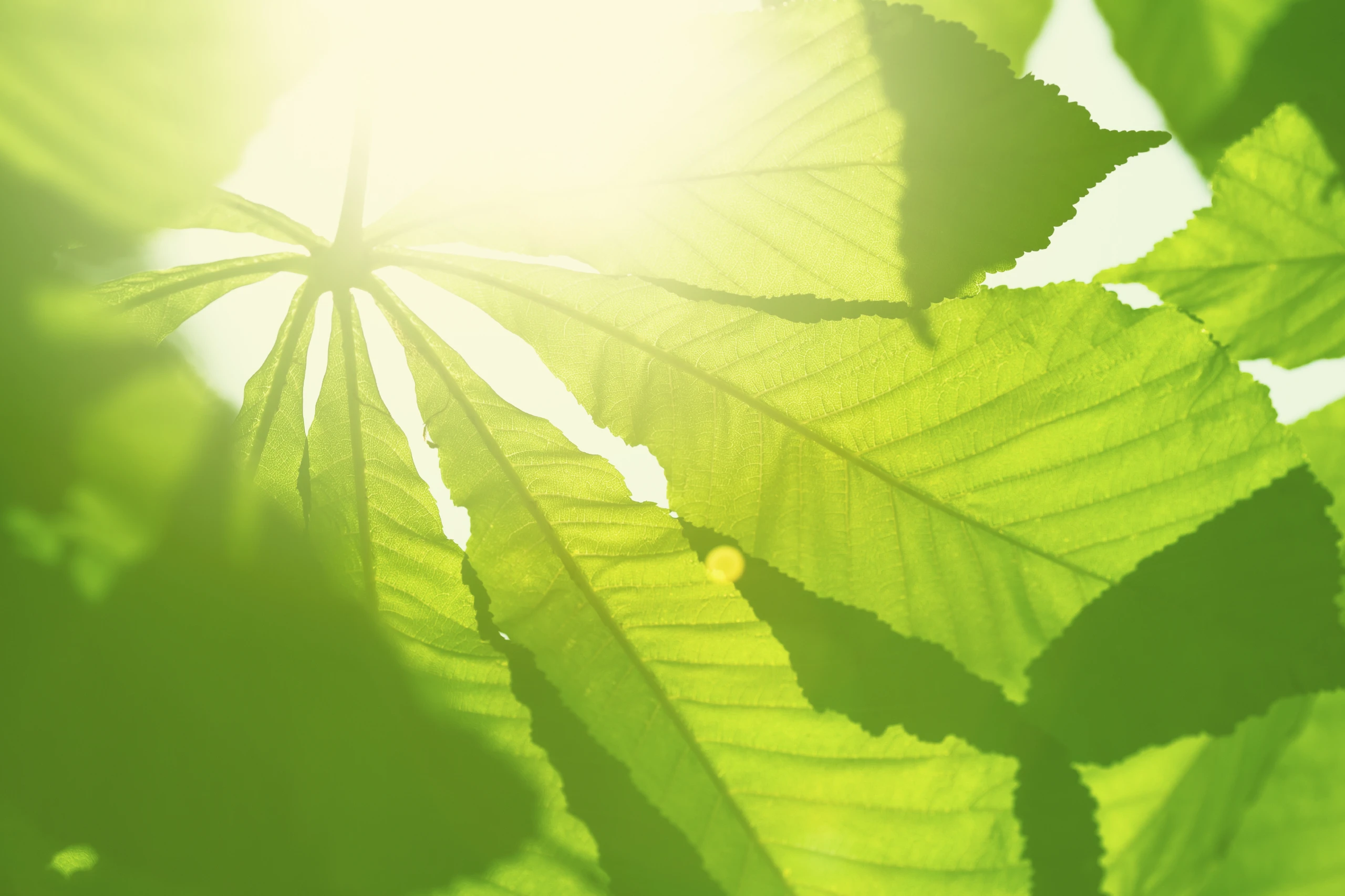 Blurred image background