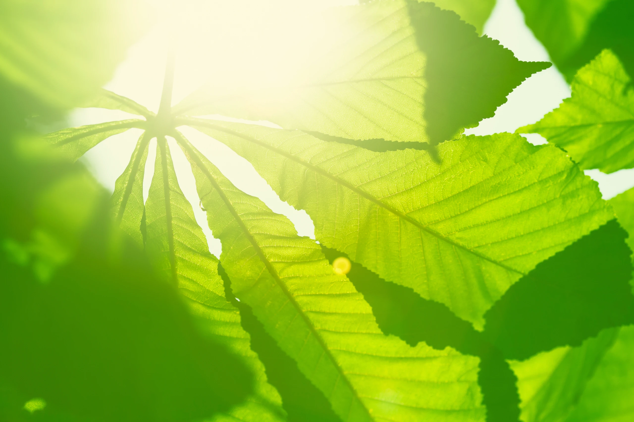 Blurred image background