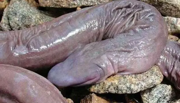 Penis-Schlange