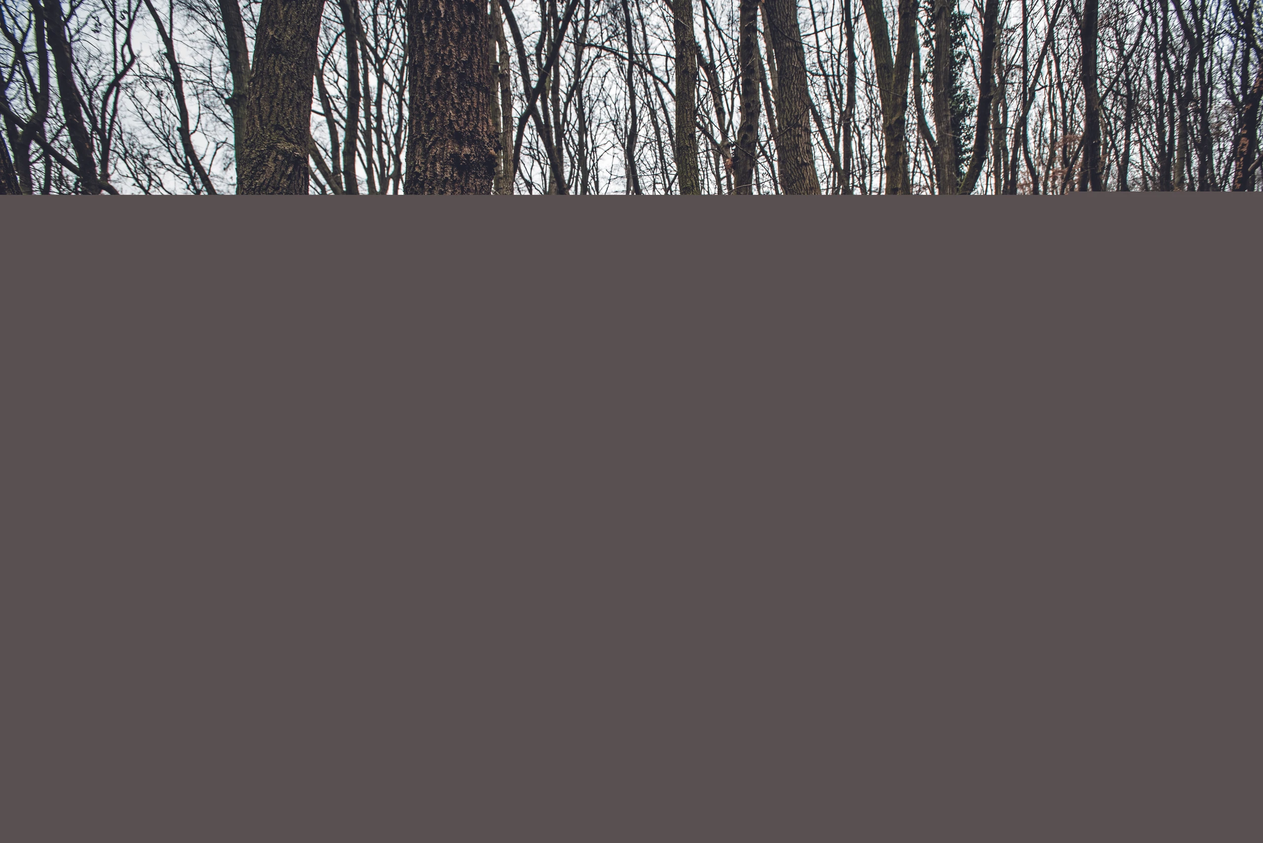Blurred image background