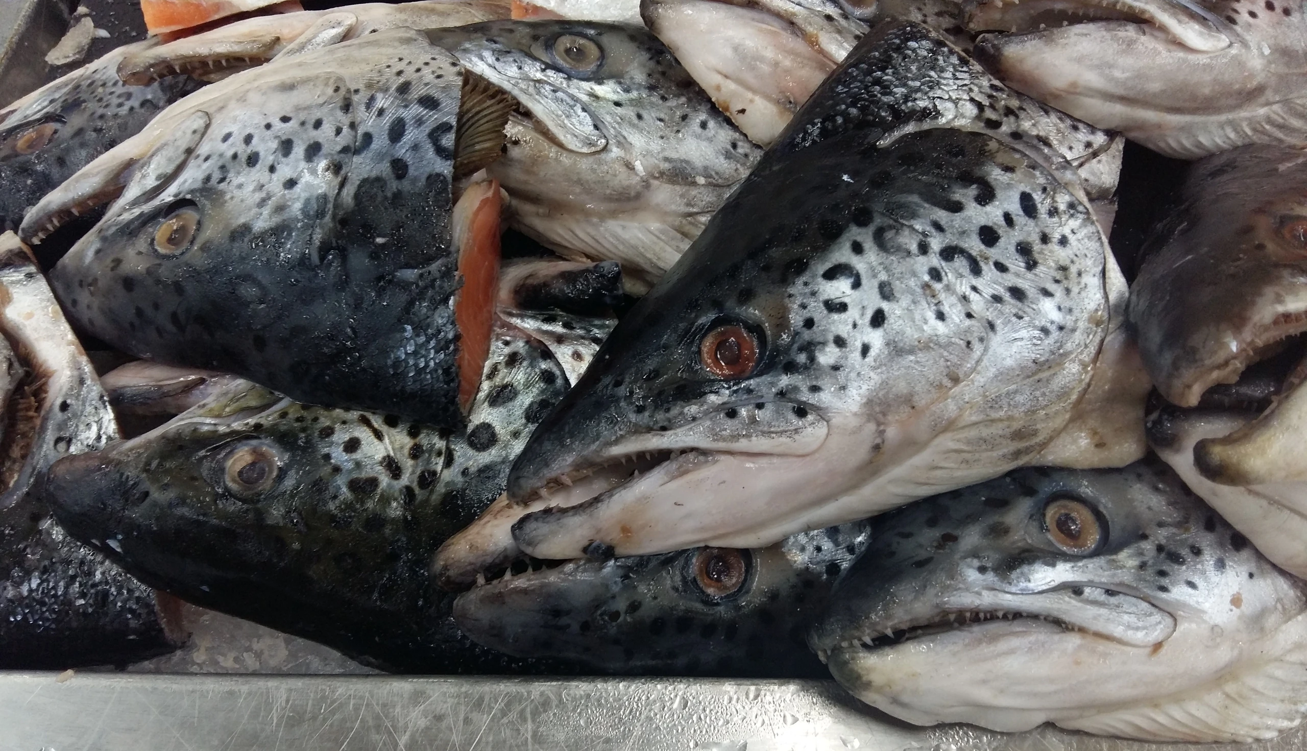 Toter Lachs