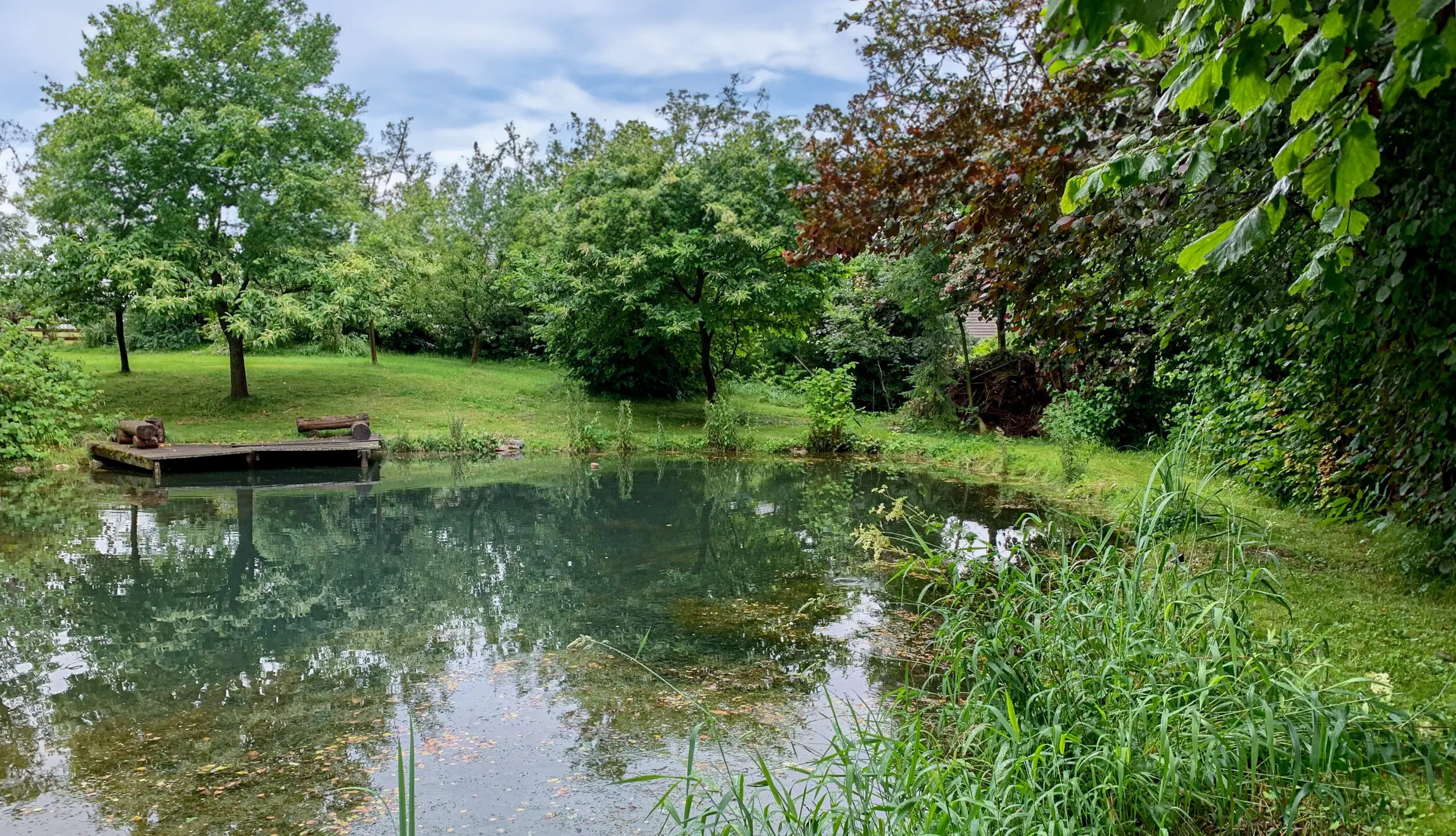 Naturpool / Schwimmteich