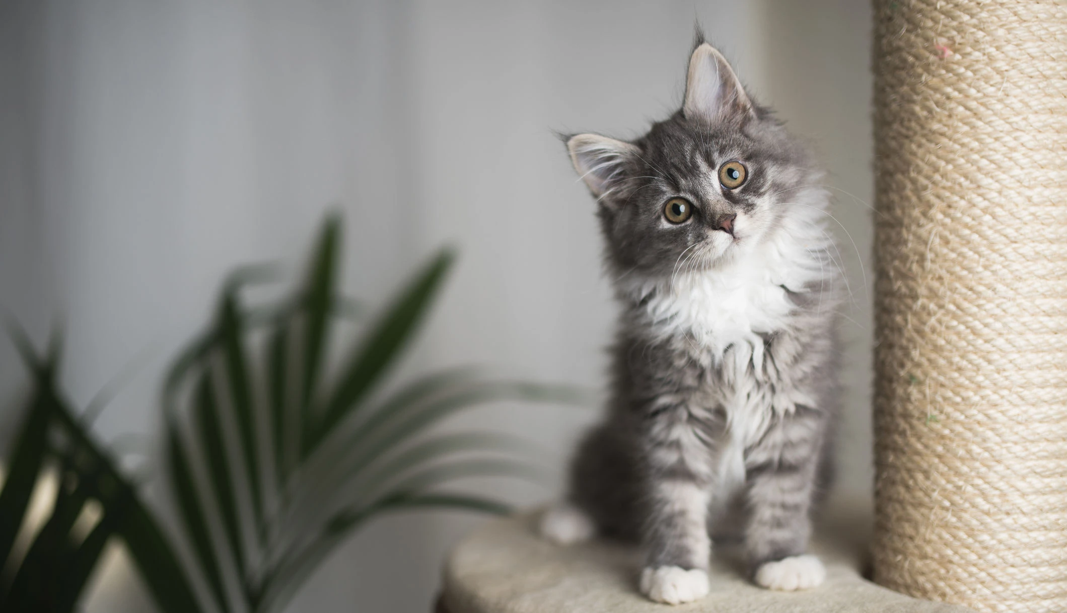 Katze