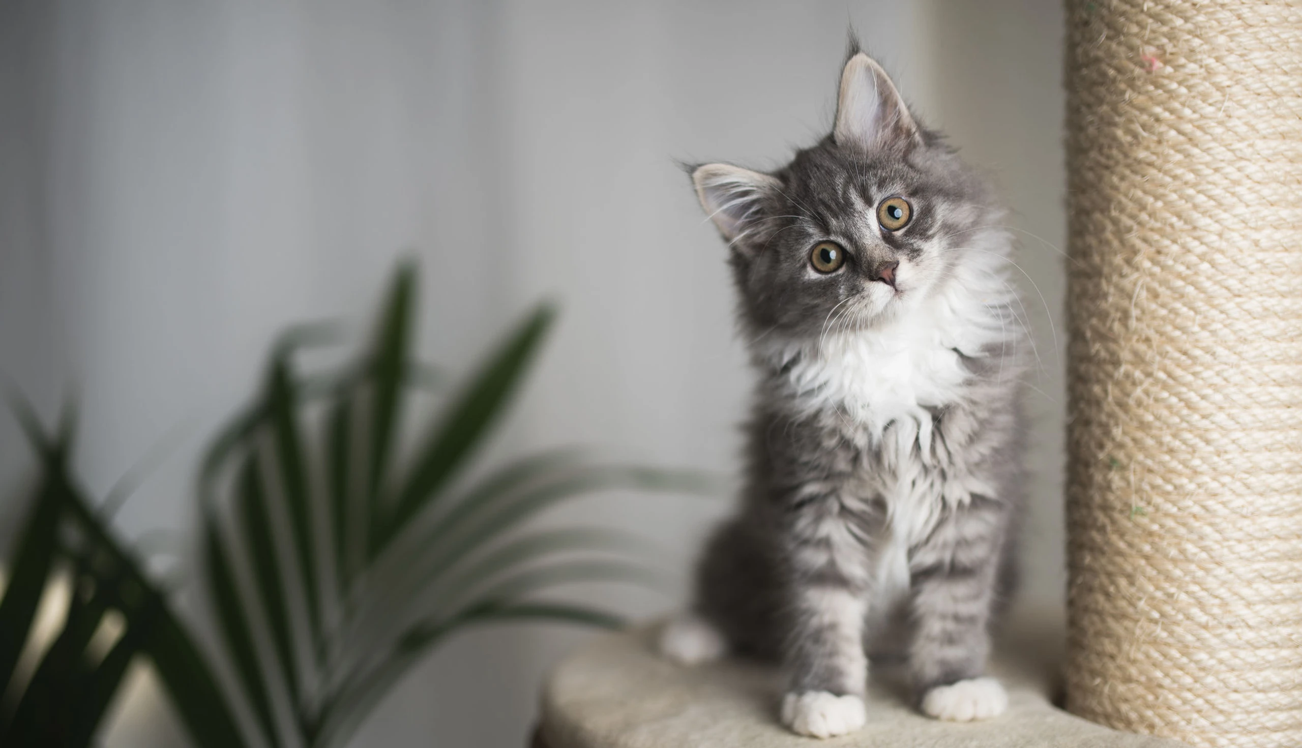 Katze