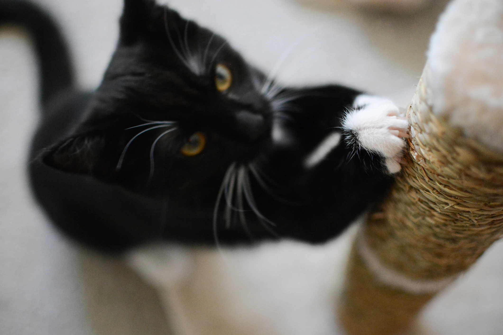 Blurred image background