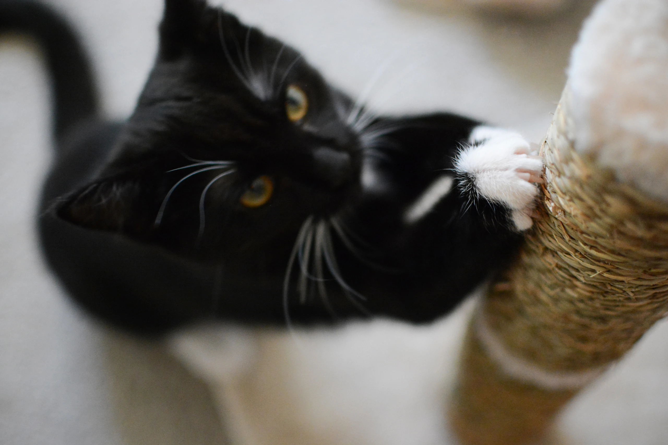 Blurred image background