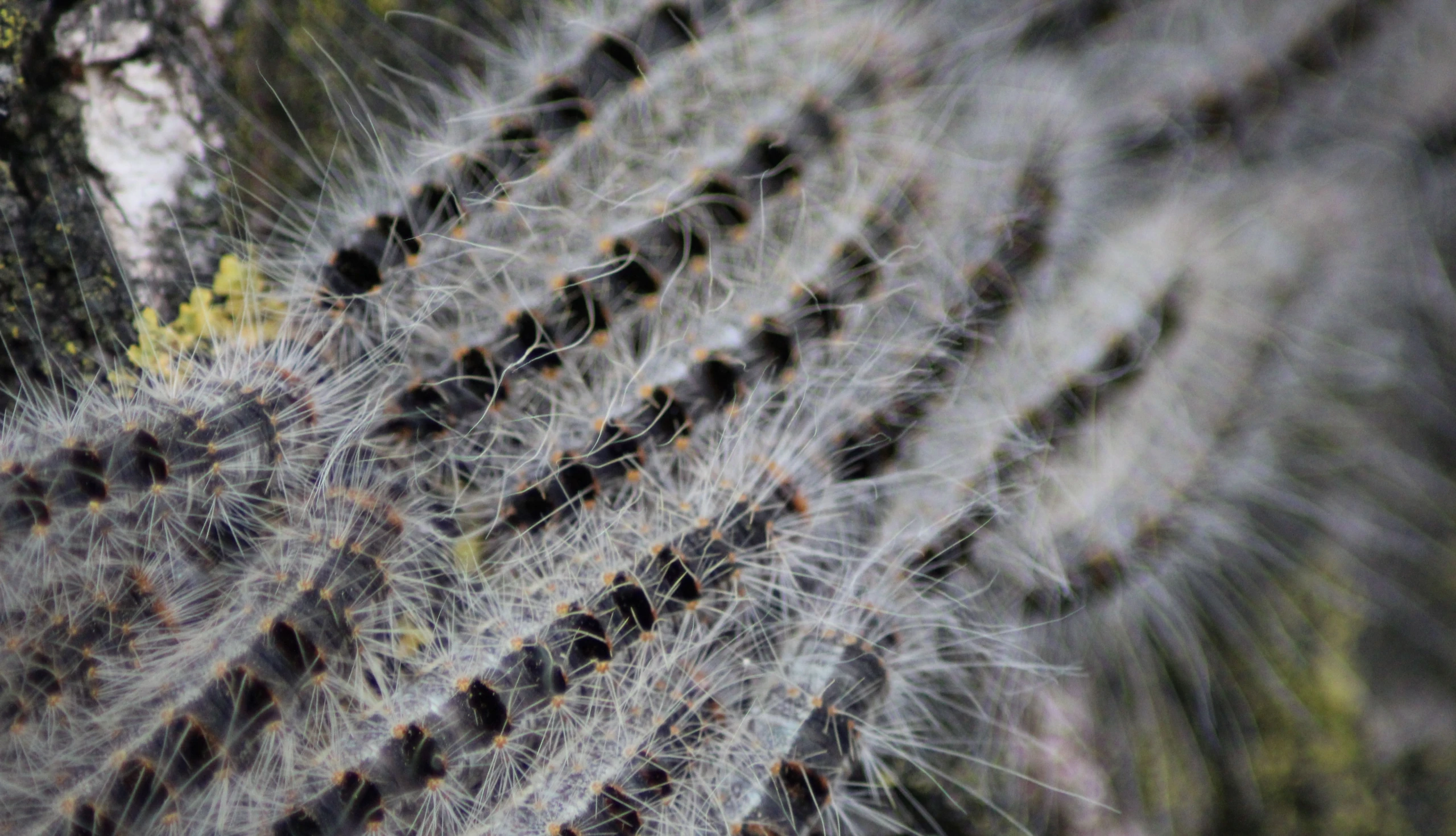 Eichenprozessionsspinner