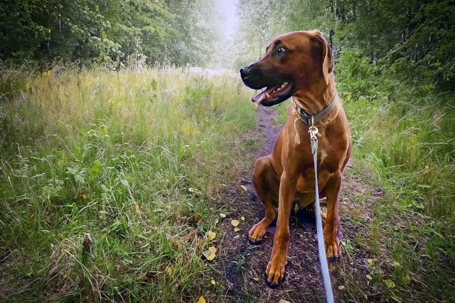 Wer den „Scheidungshund“ behalten darf