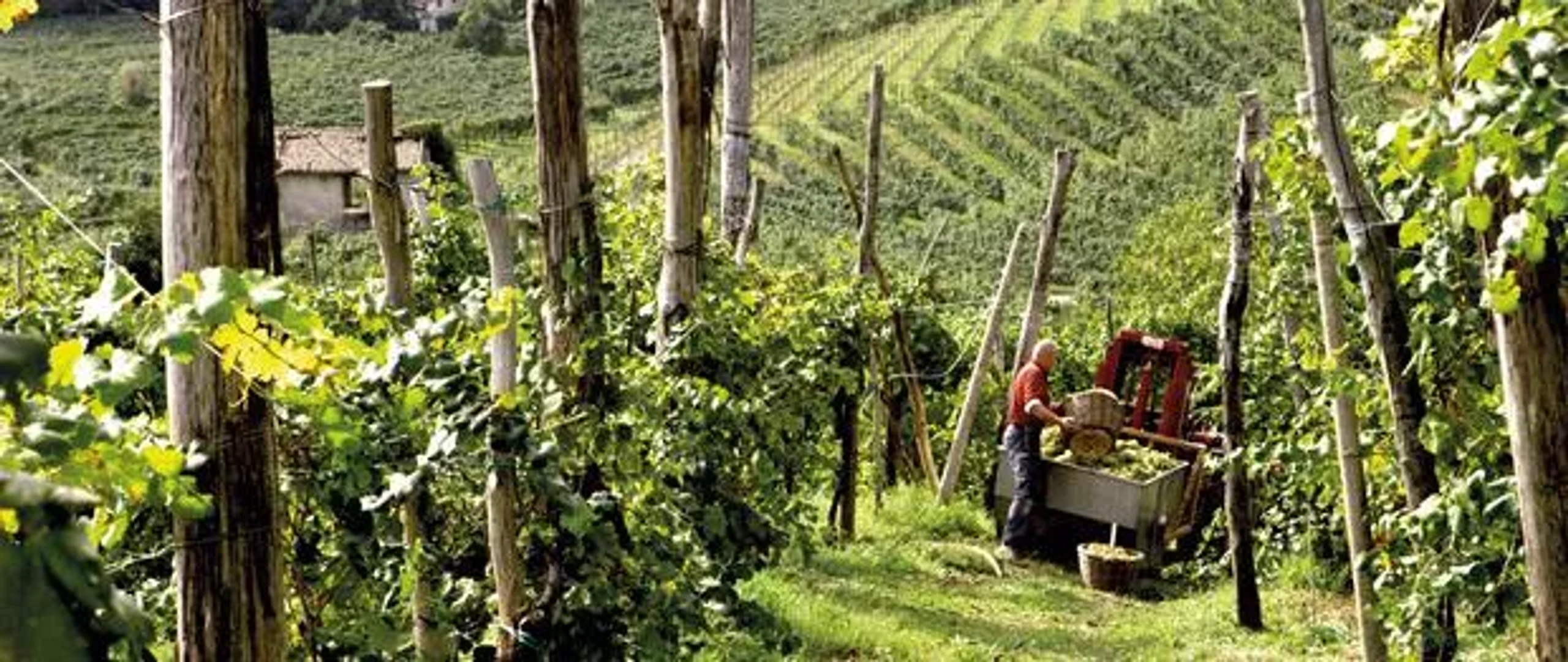 © Mionetto Blurred image background