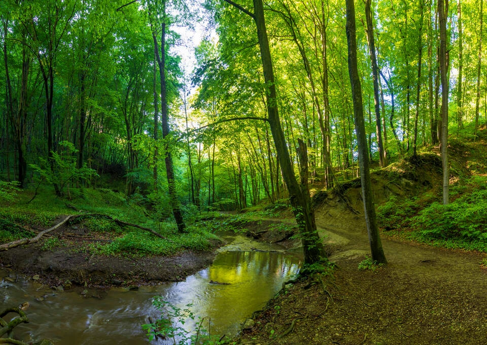 Hagenbachklamm, Wienerwald