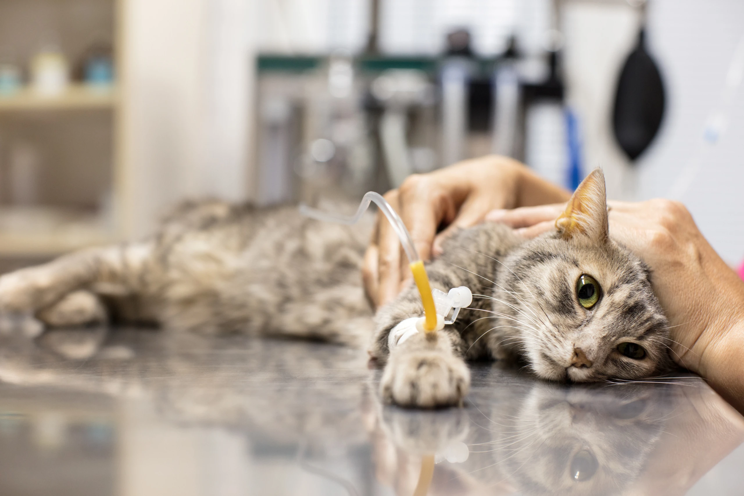 Katze bekommt Infusion