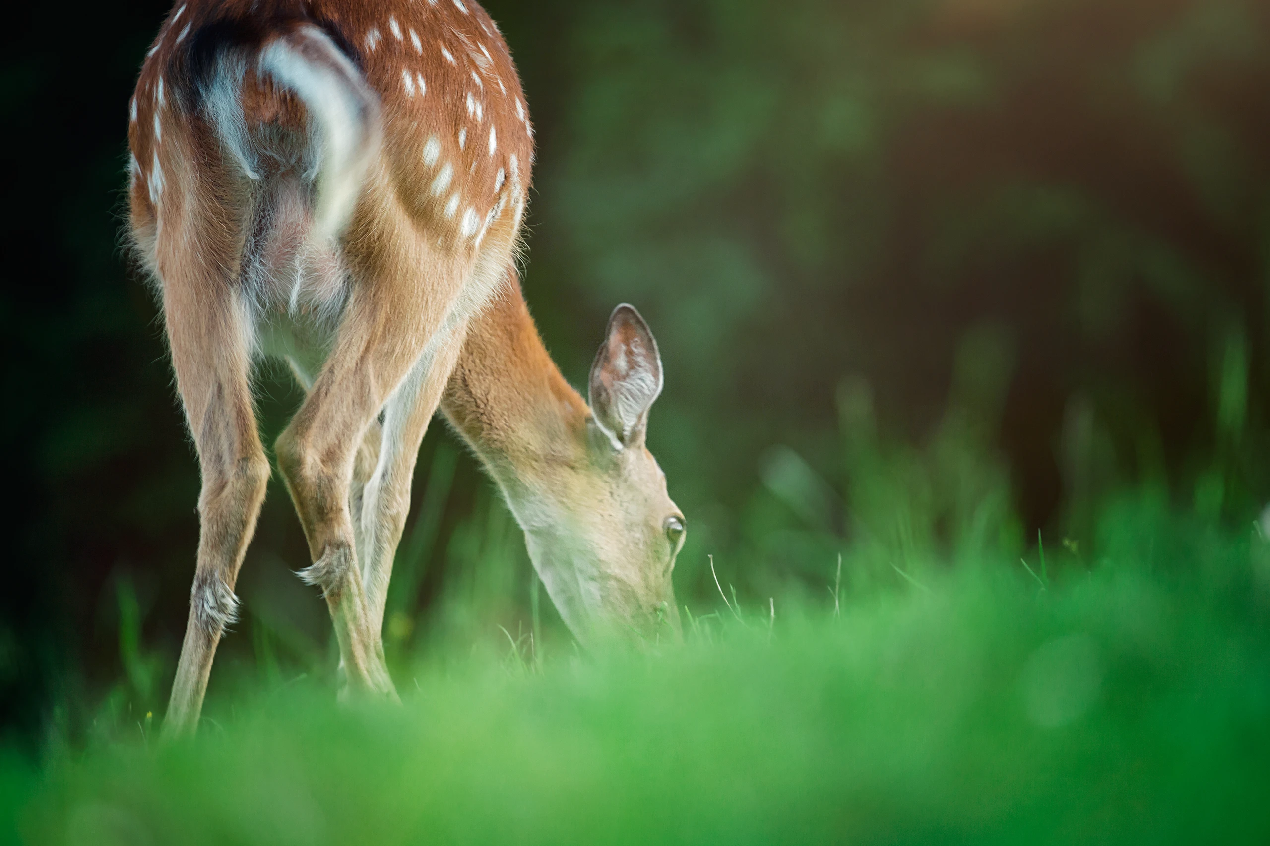 Blurred image background