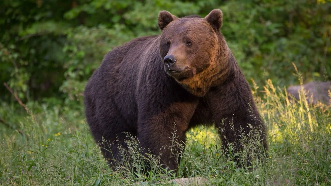 La vie sauvage des Carpates