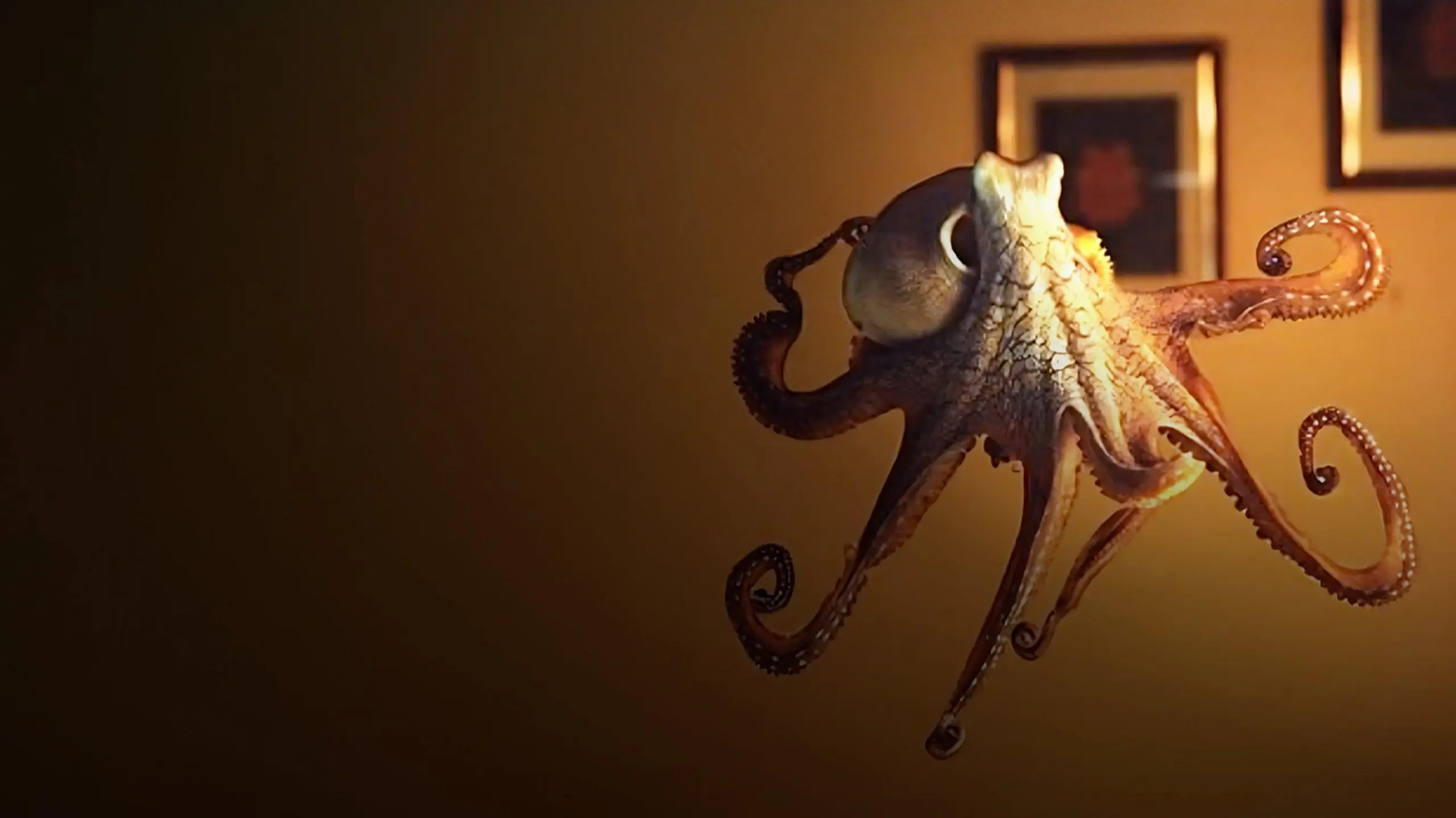 The Octopus in My House