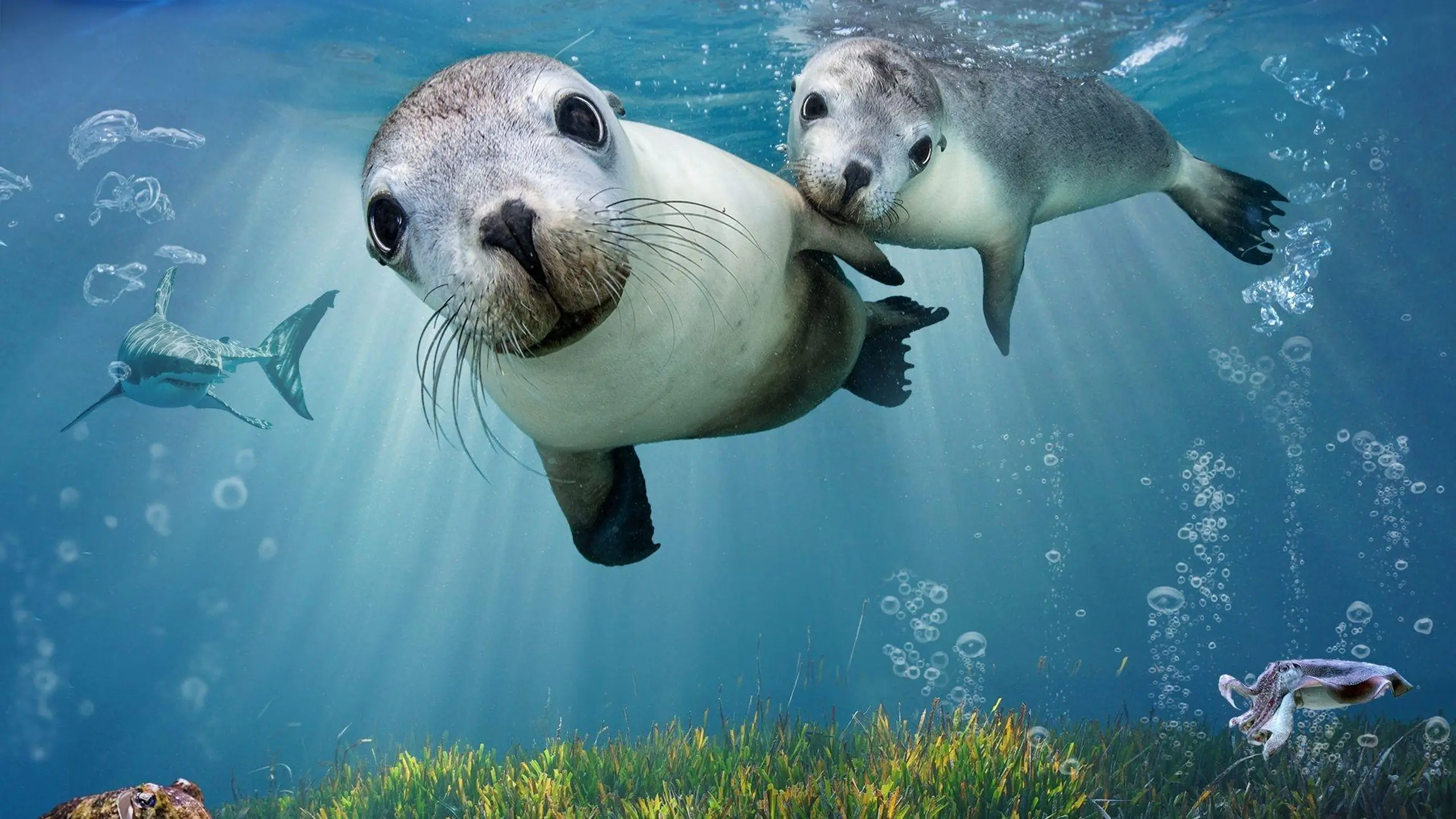 Sea Lions: Life By a Whisker