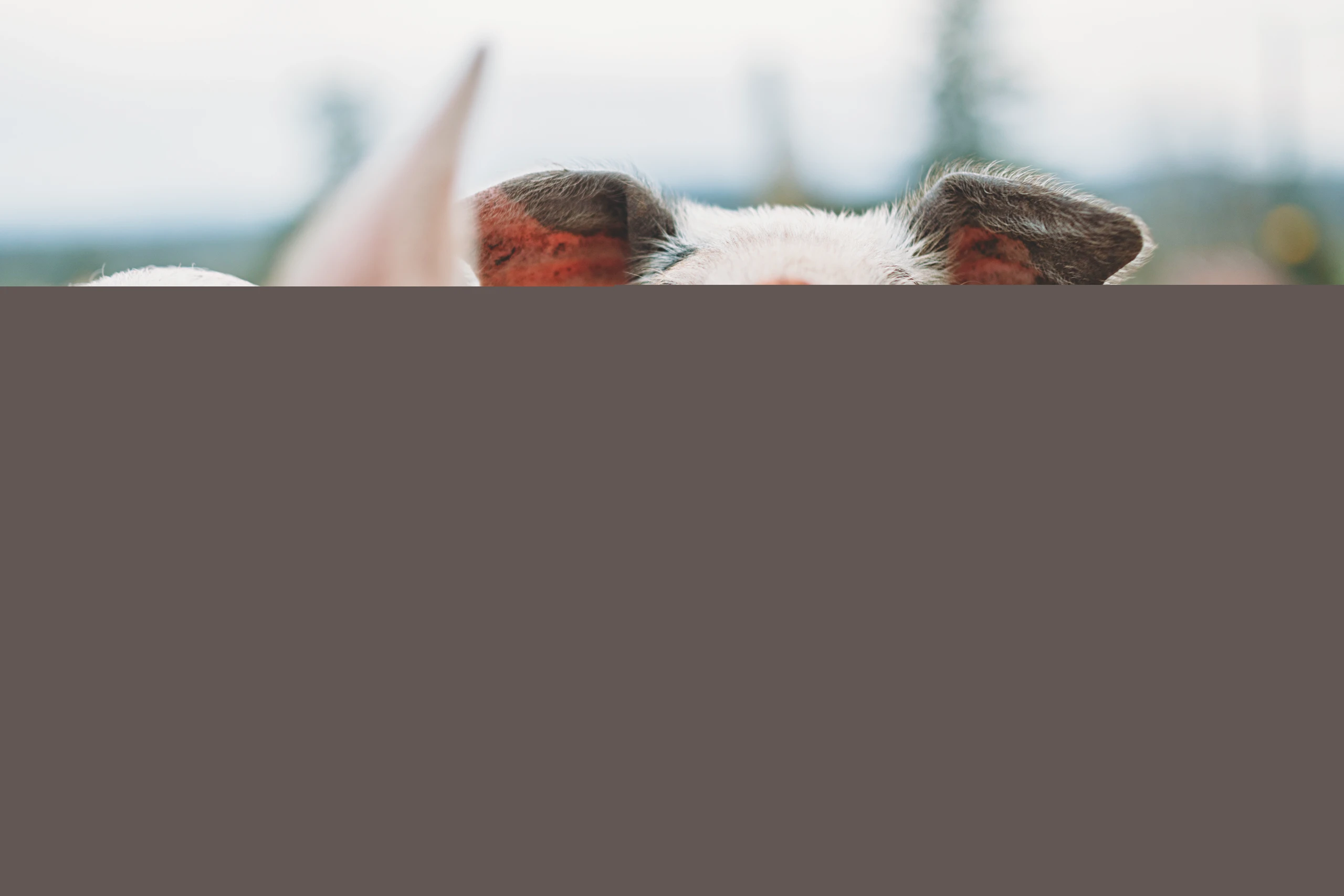 Blurred image background