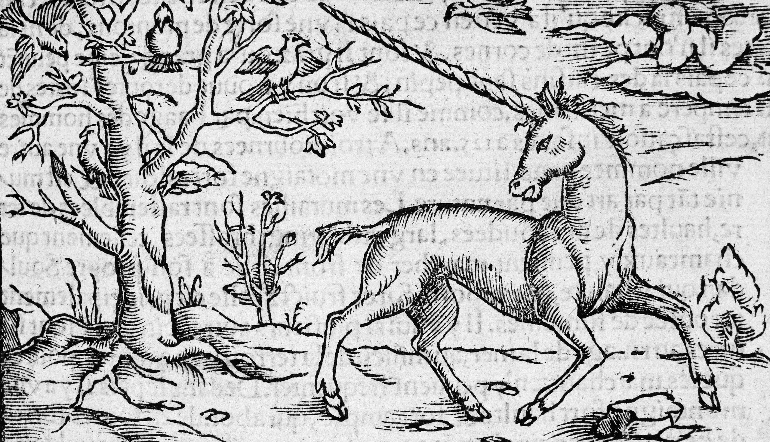 Illustration of a Unicorn from the Sixteenth Century