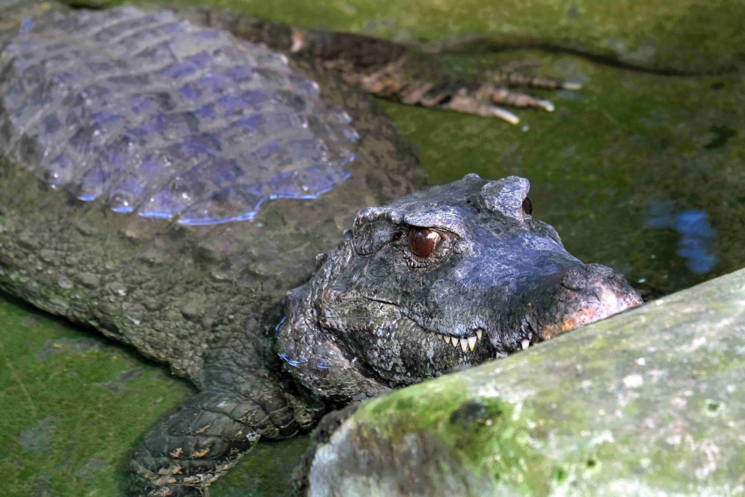 Krokodil