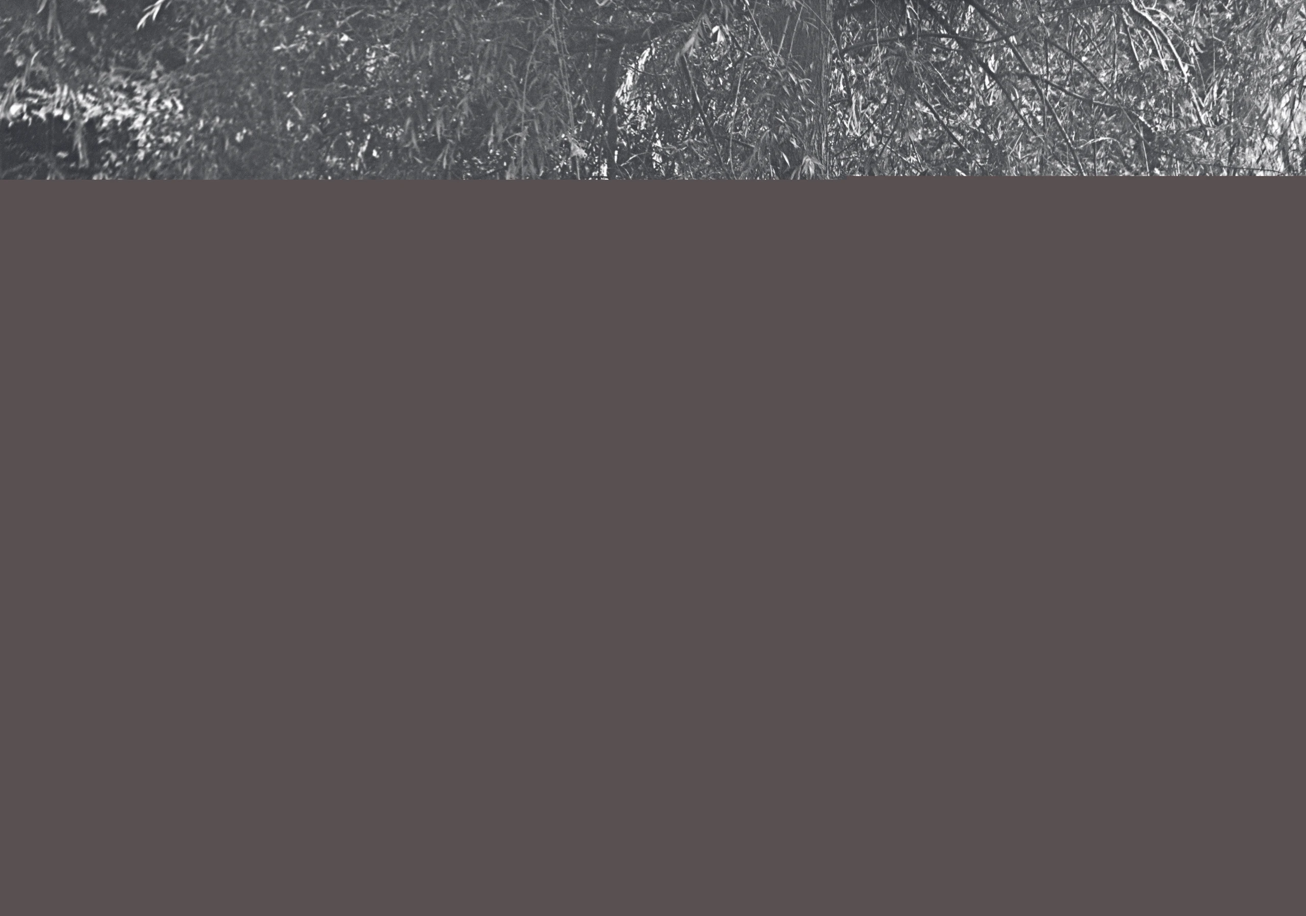 Blurred image background