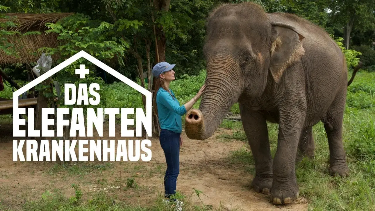 Das Elefantenkrankenhaus von Thailand