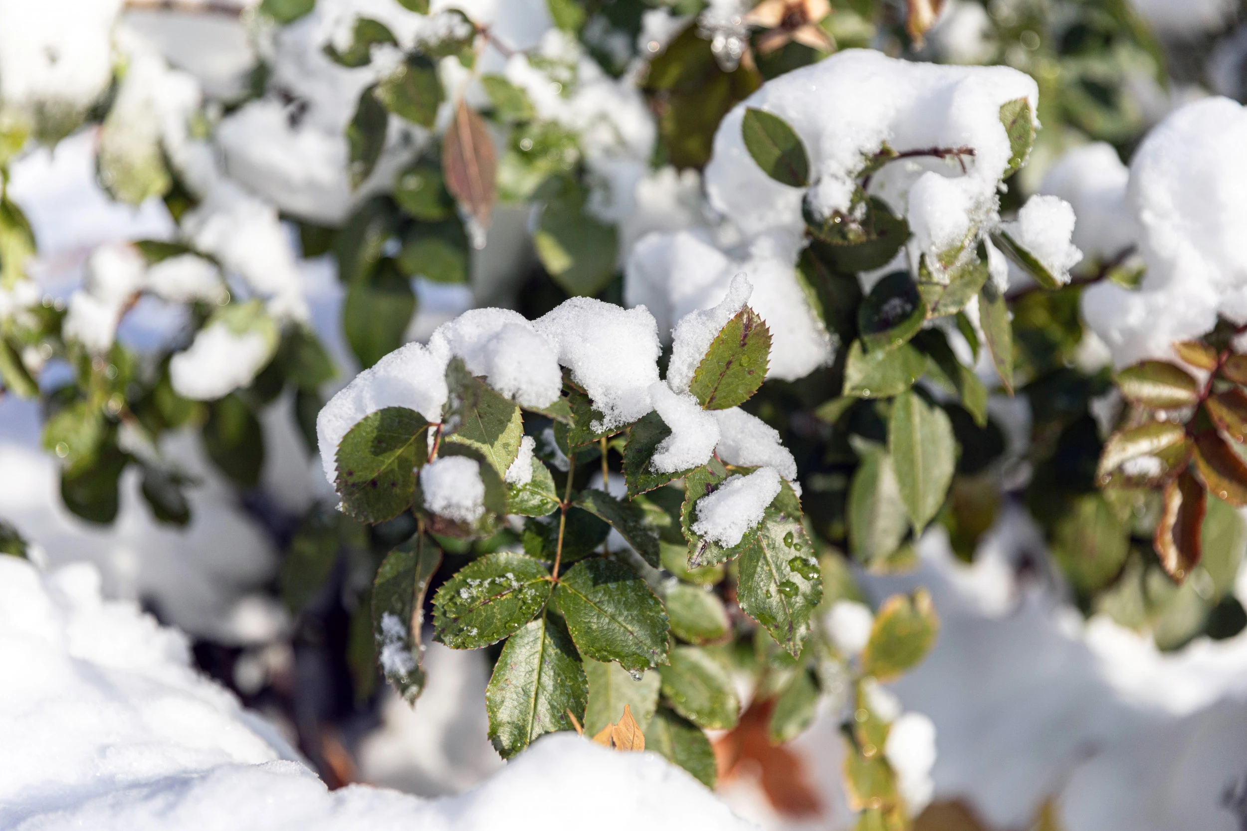 Schnee