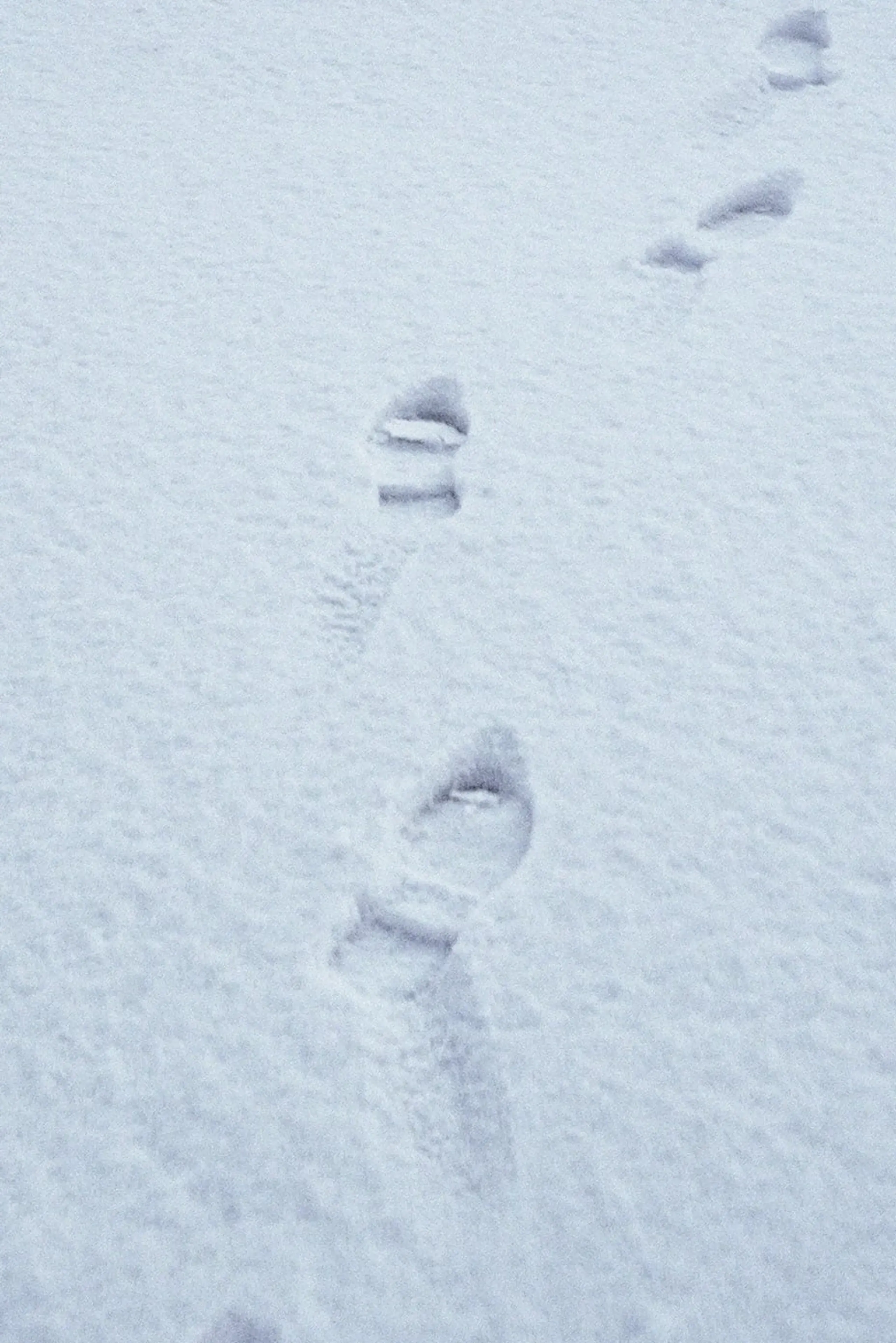 Terza passeggiata. Sulla neve