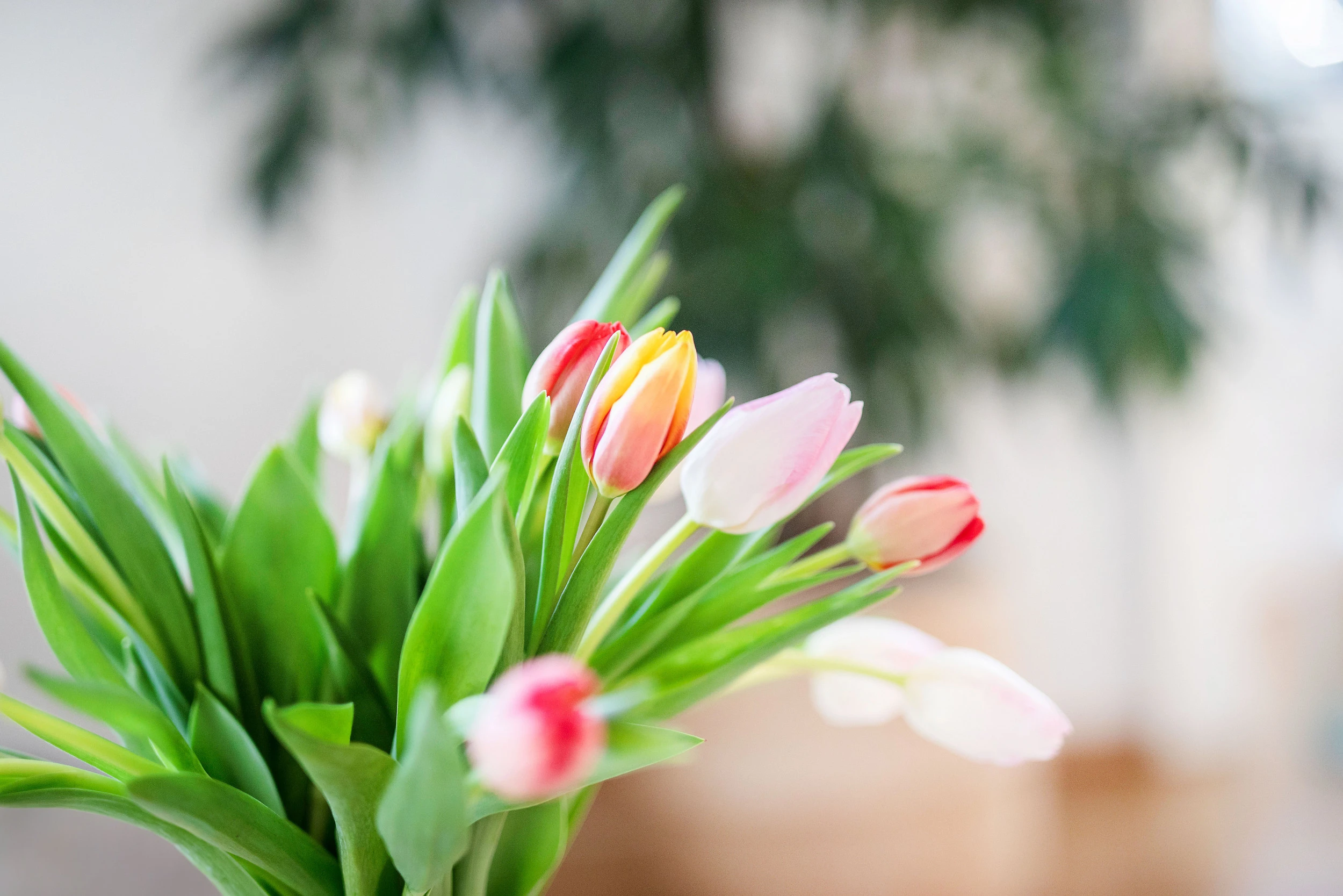 Blurred image background