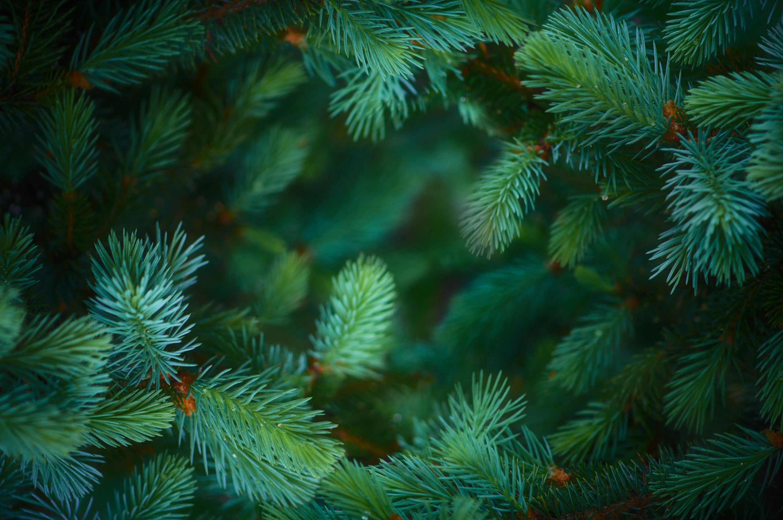 Blurred image background