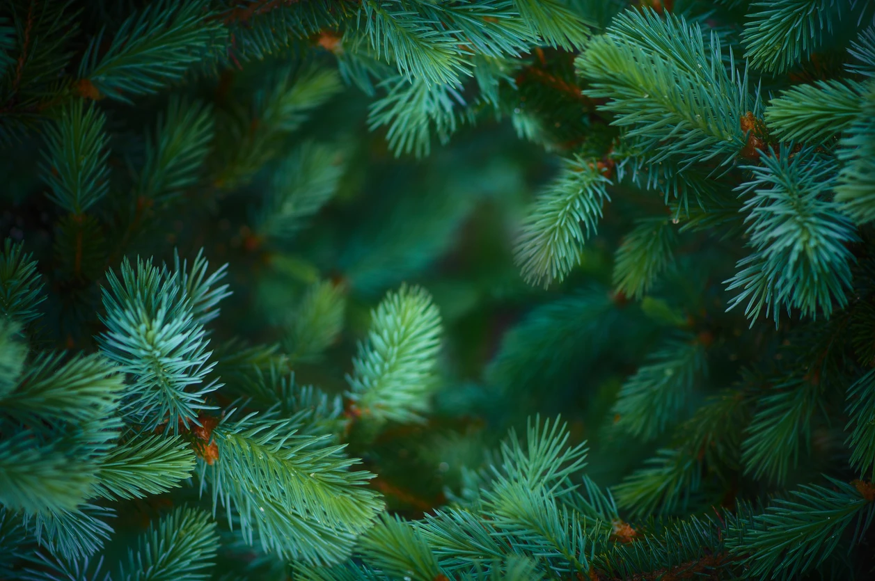 Blurred image background