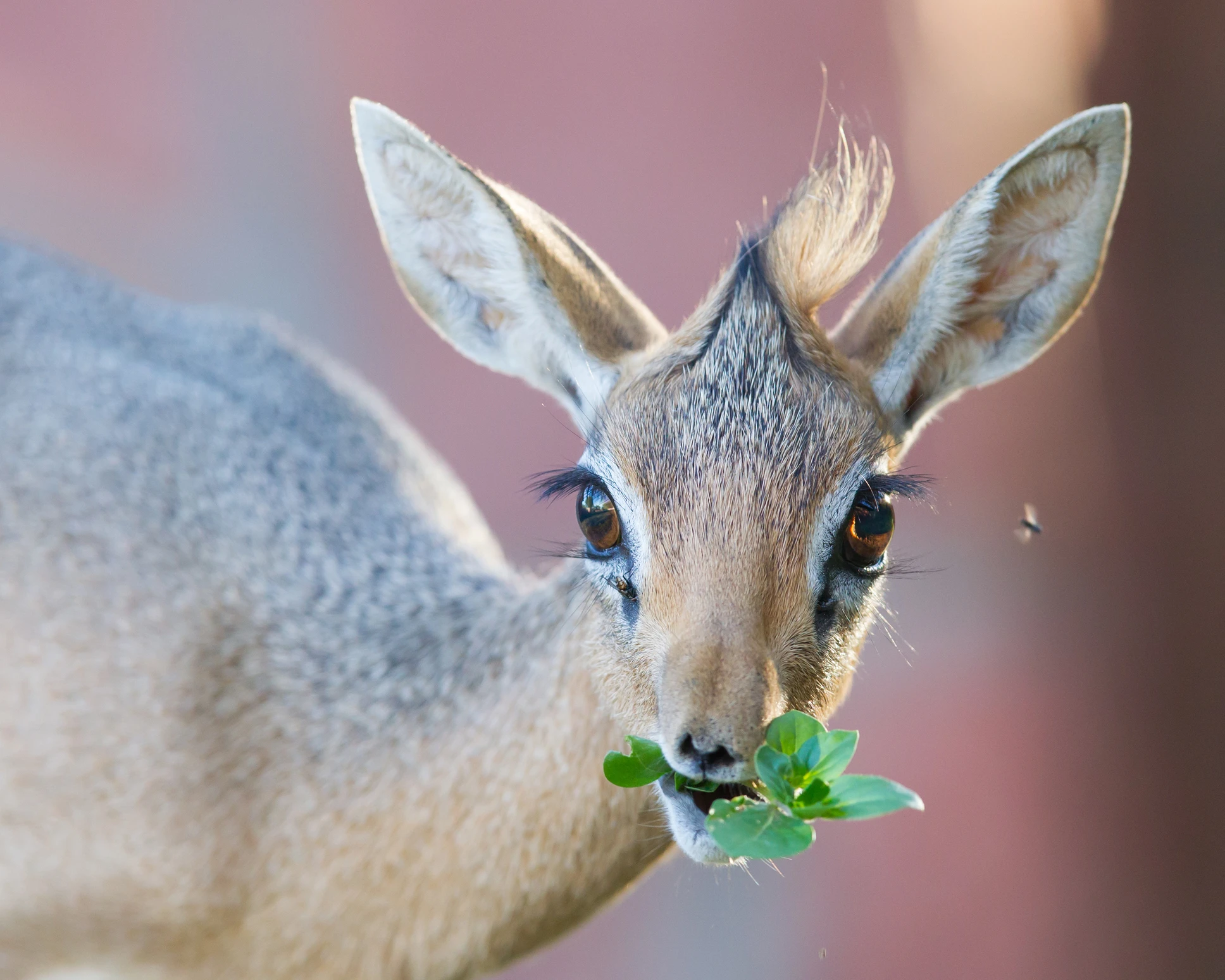 Dikdik
