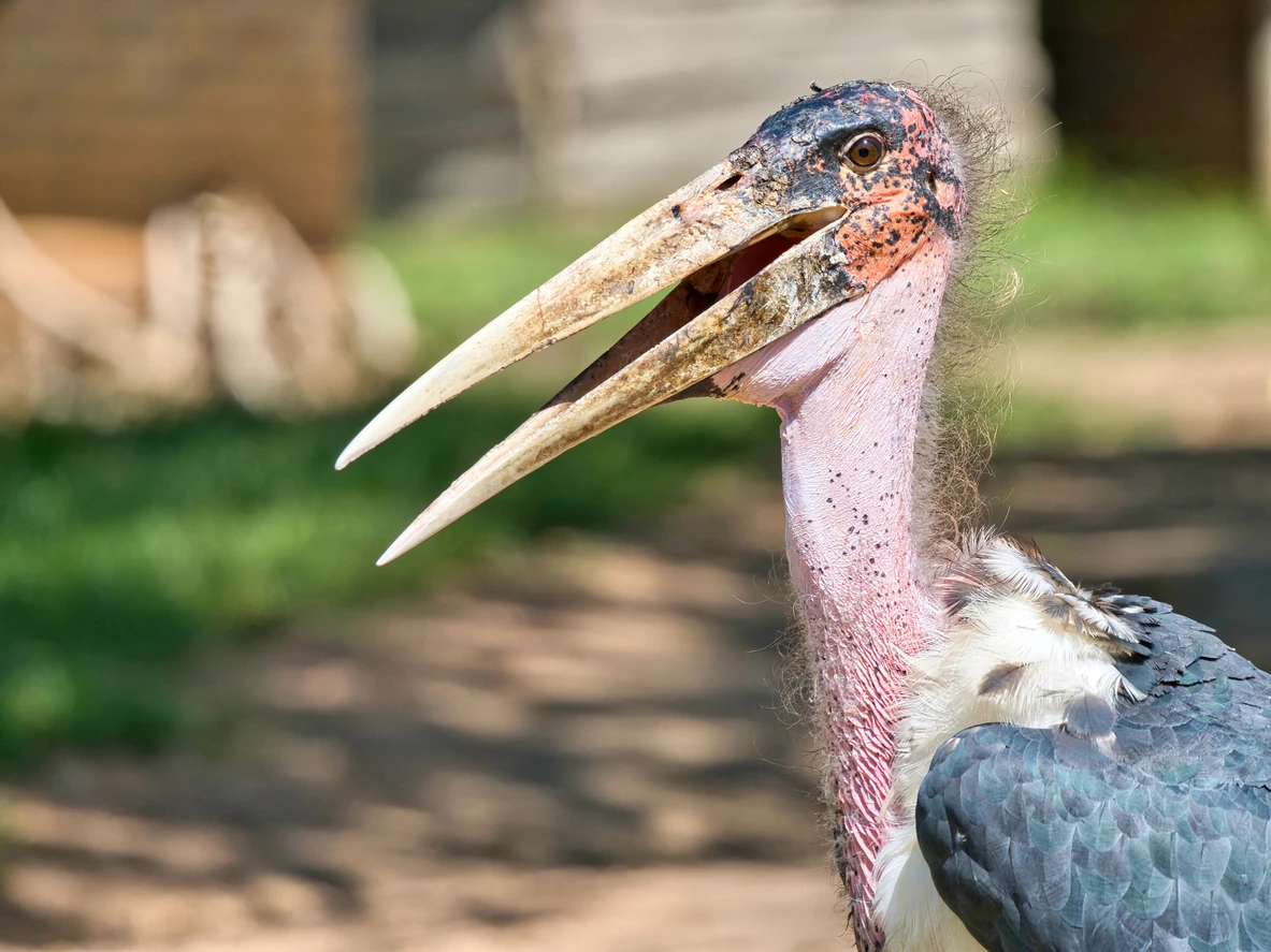 Marabu