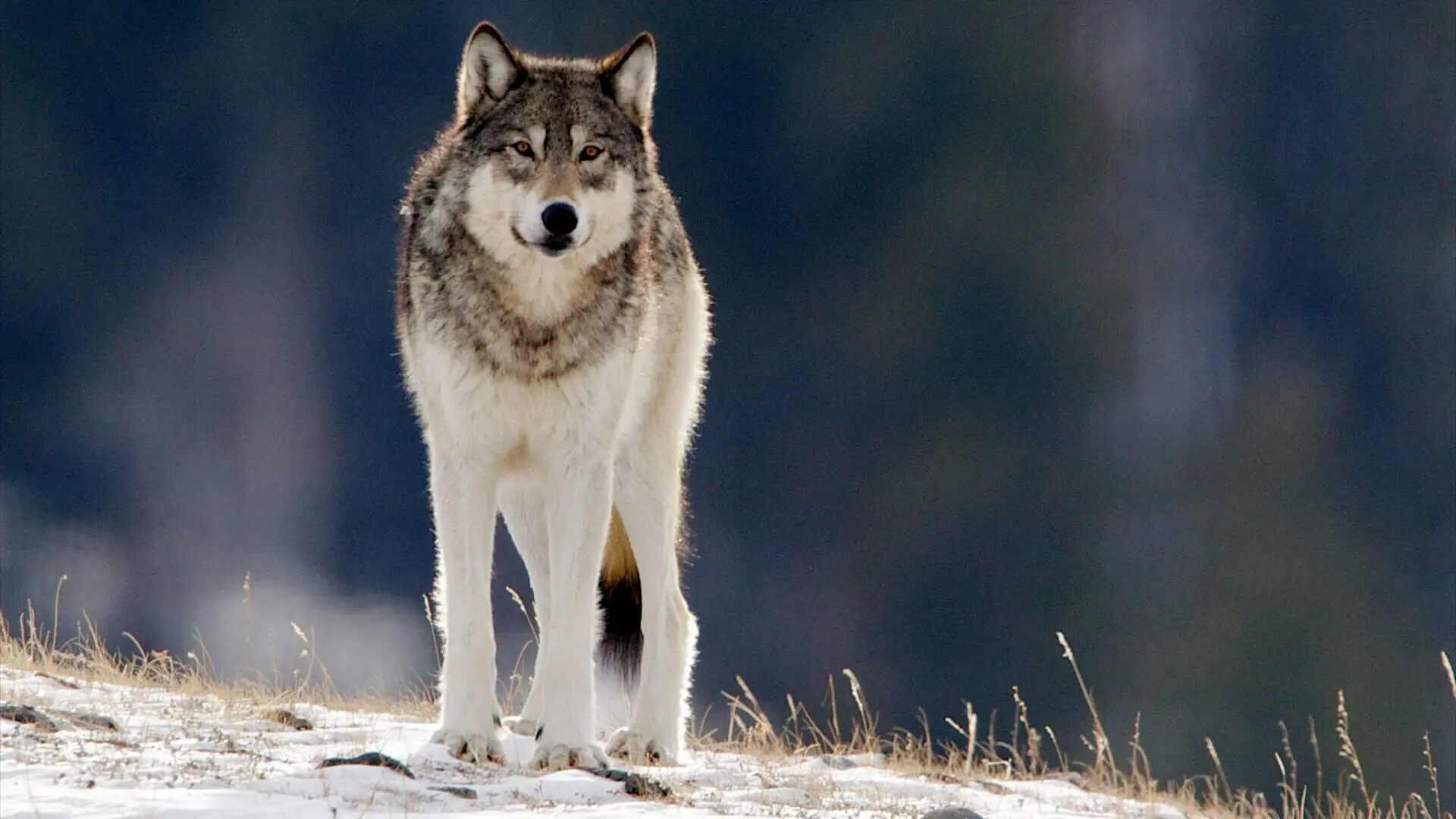 Yellowstone - Im Bann der Geysire
