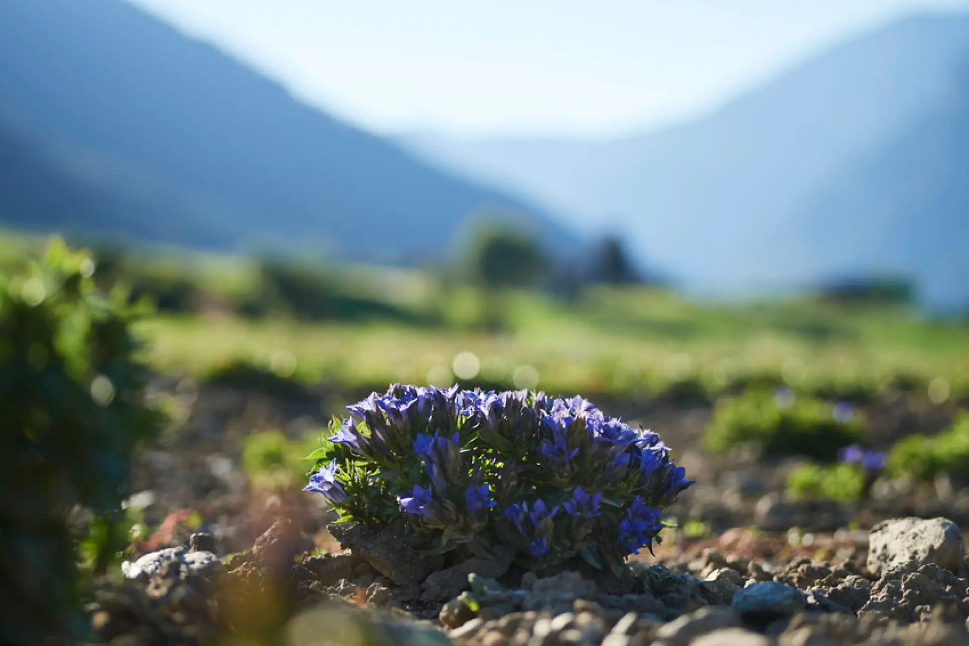 Blurred image background