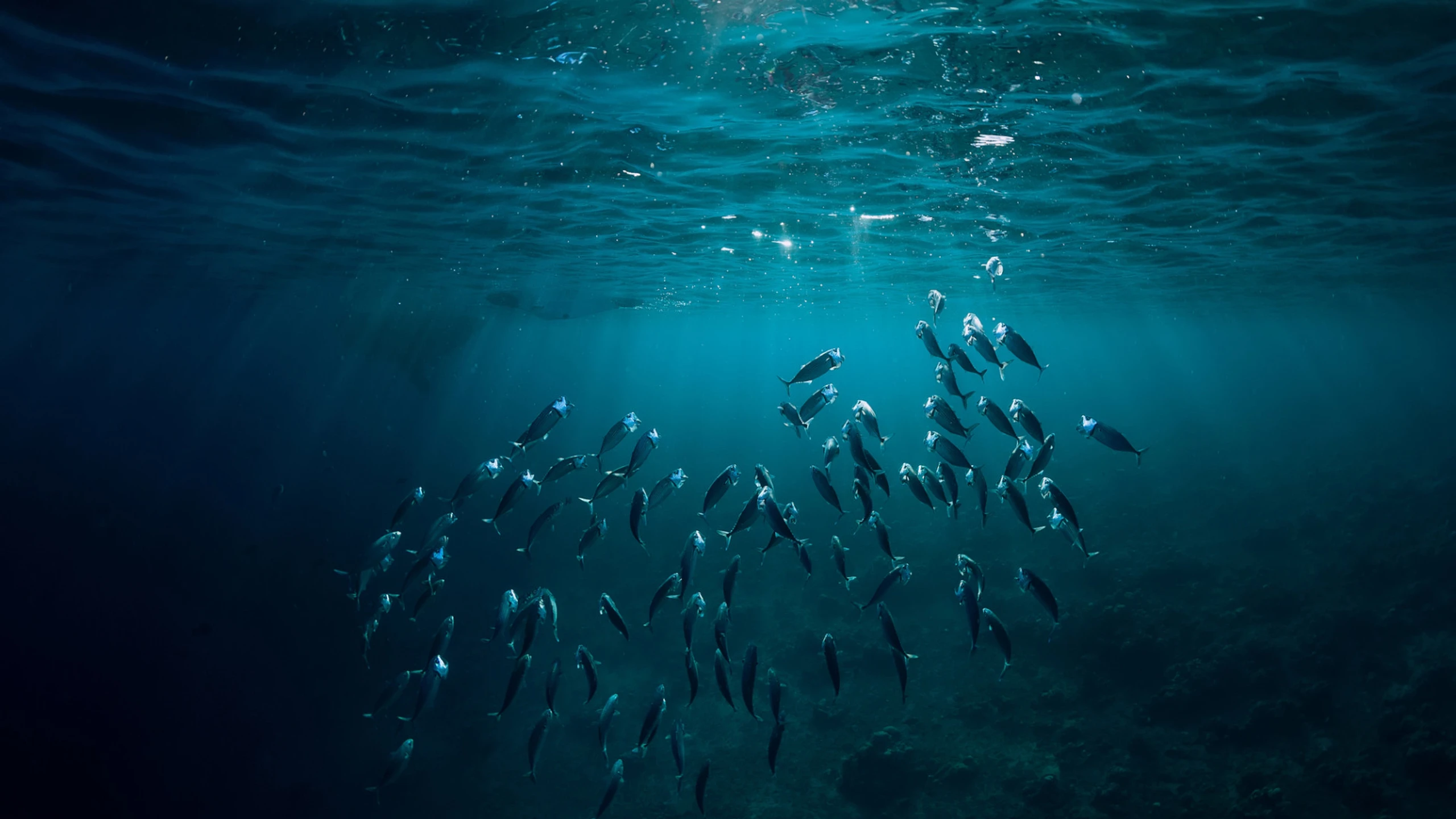 „in hot water“: Neuer Film zeigt die verheerenden Auswirkungen des Klimawandels auf die Ozeane