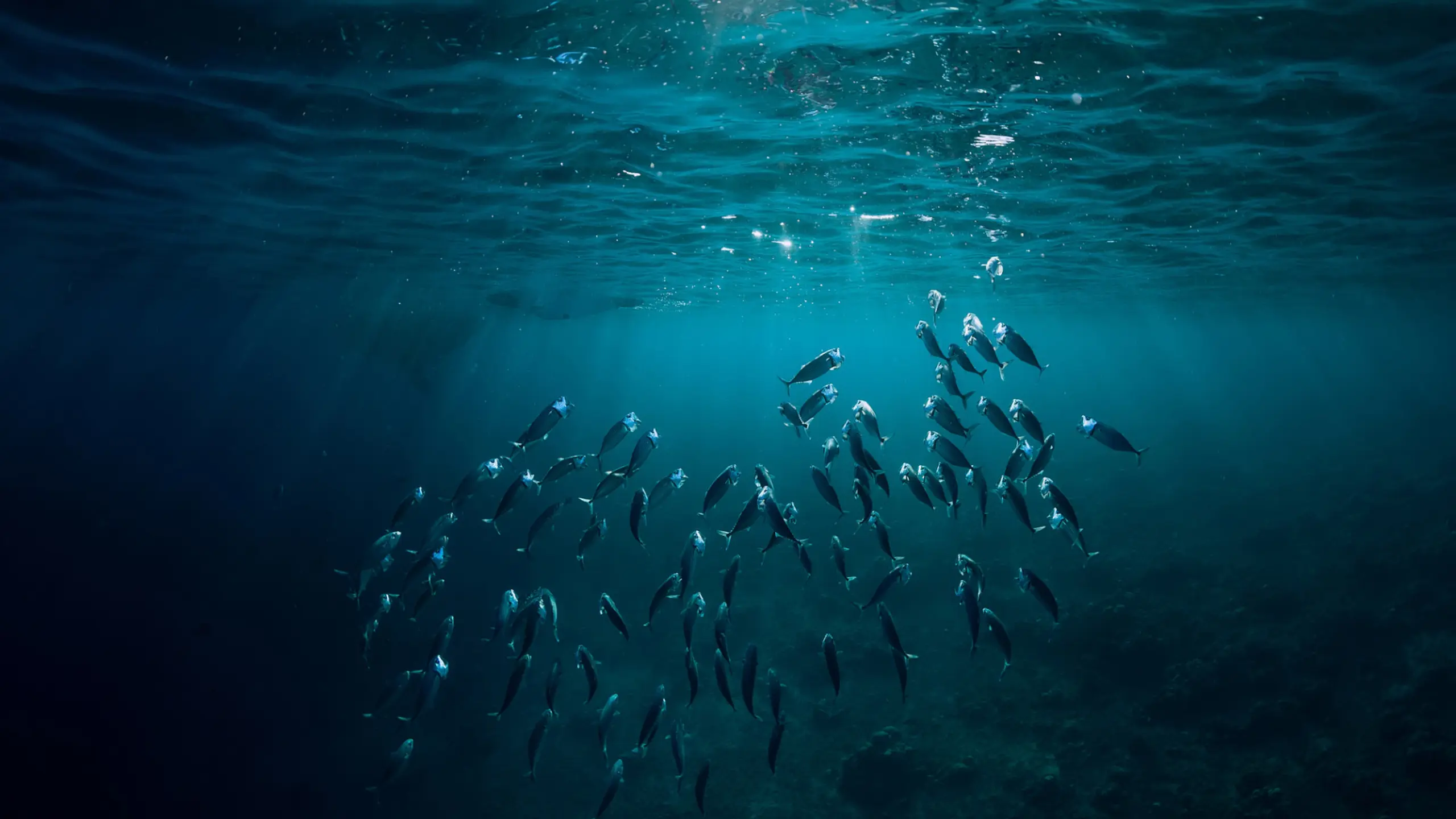 „in hot water“: Neuer Film zeigt die verheerenden Auswirkungen des Klimawandels auf die Ozeane