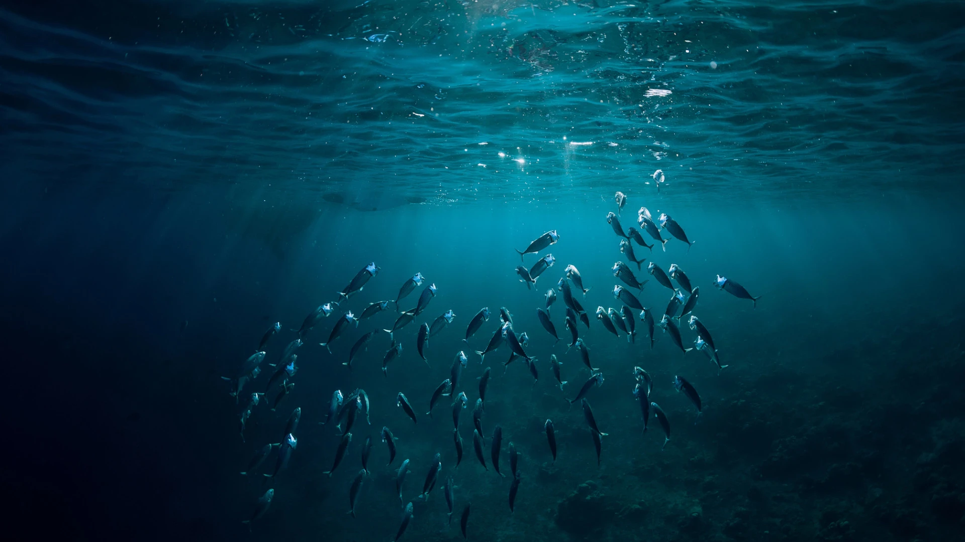 „in hot water“: Neuer Film zeigt die verheerenden Auswirkungen des Klimawandels auf die Ozeane