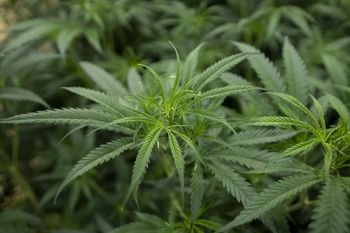 Cannabis-Schmuggel aufgedeckt