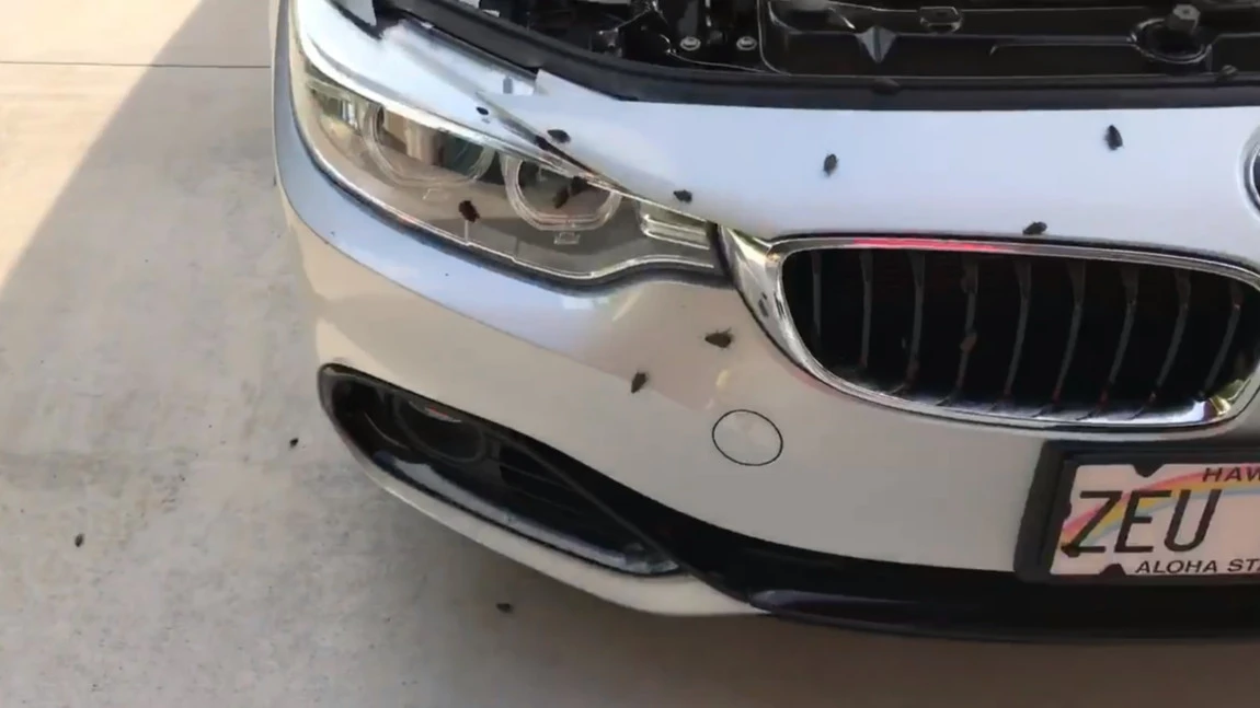Wie dieser BMW zum Kakerlaken-Nest wurde
