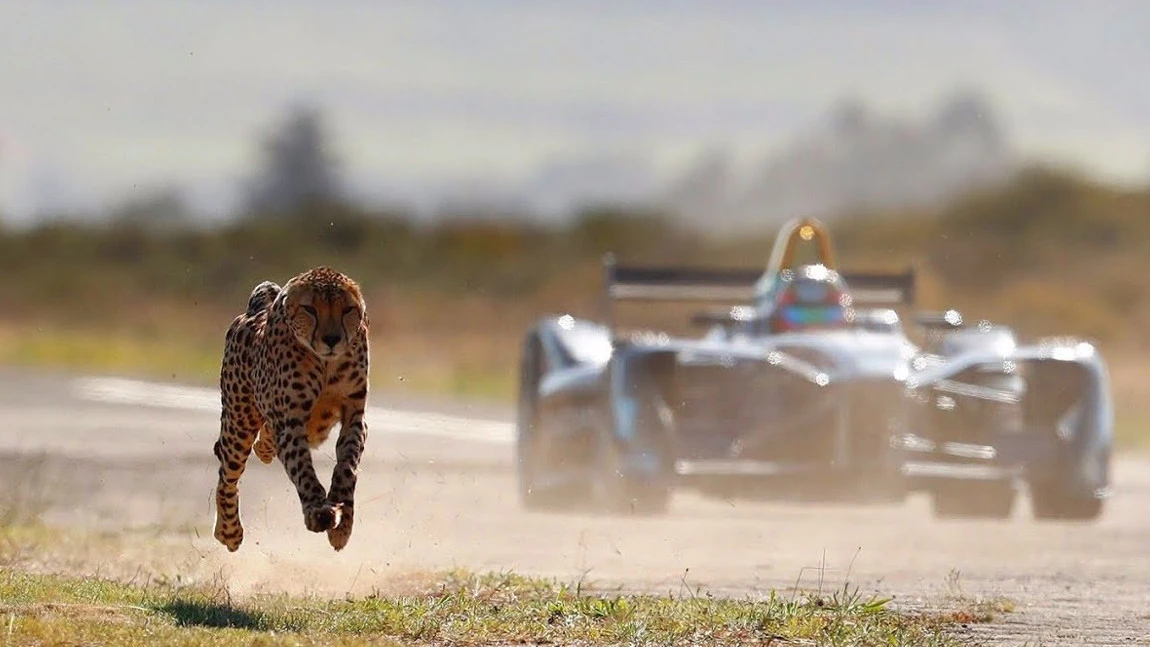 Dieser Gepard ist (fast) schneller als ein Formel E-Auto