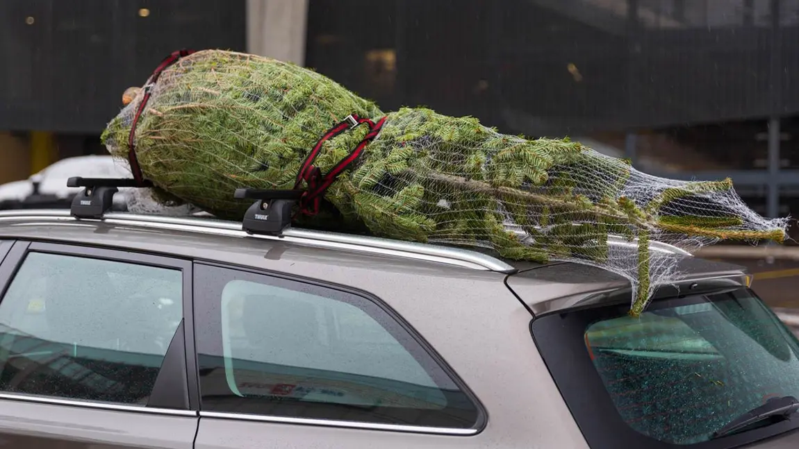 Christbaum transportieren: So geht's