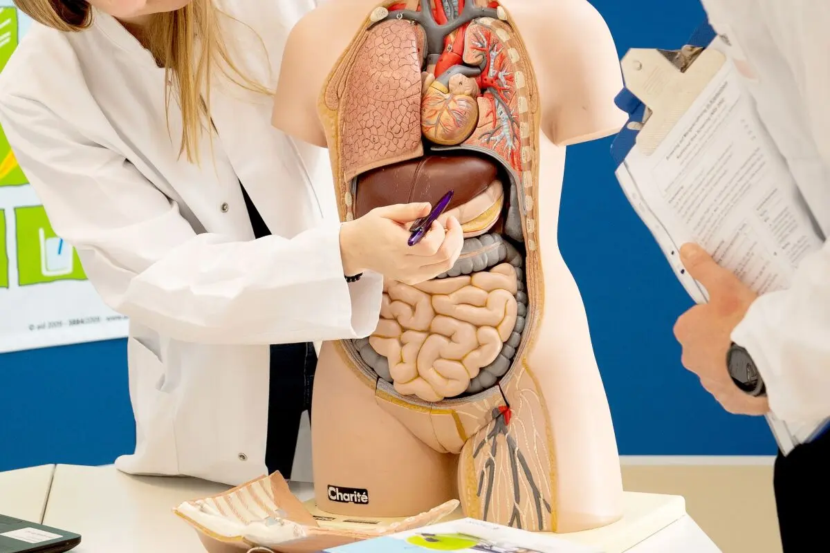Leber in einem anatomischen Modell