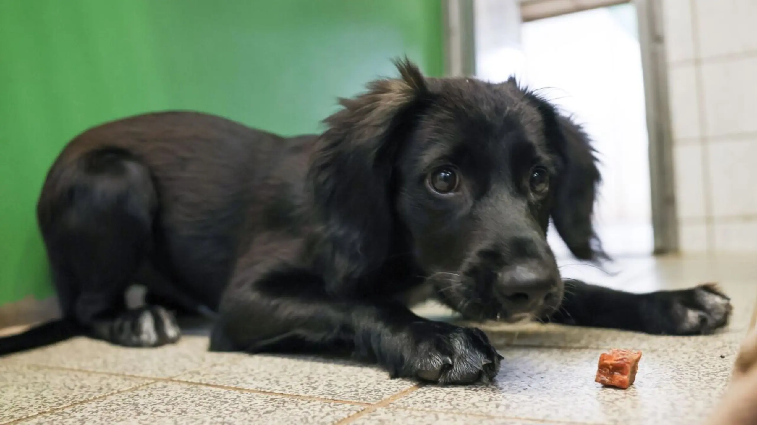 Hund in einem Tierheim