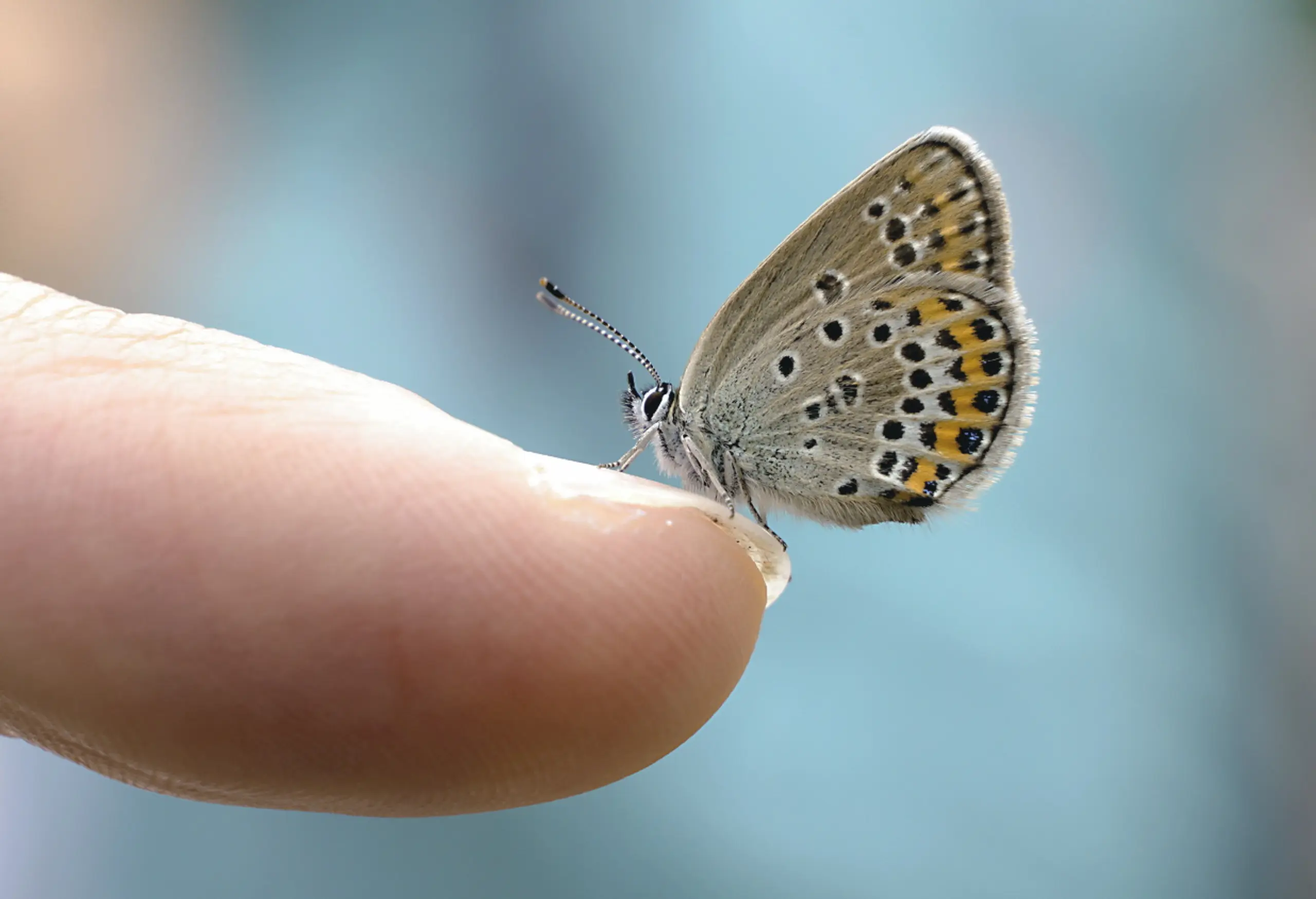 Biodiversität: Die Vielfalt der Schmetterlinge