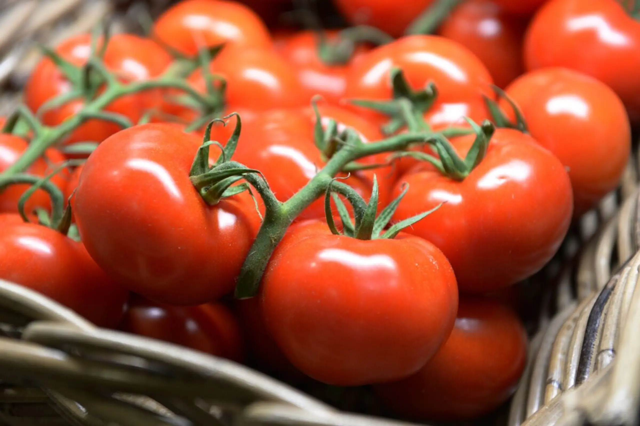 Tomaten mögen die Kälte nicht so gerne