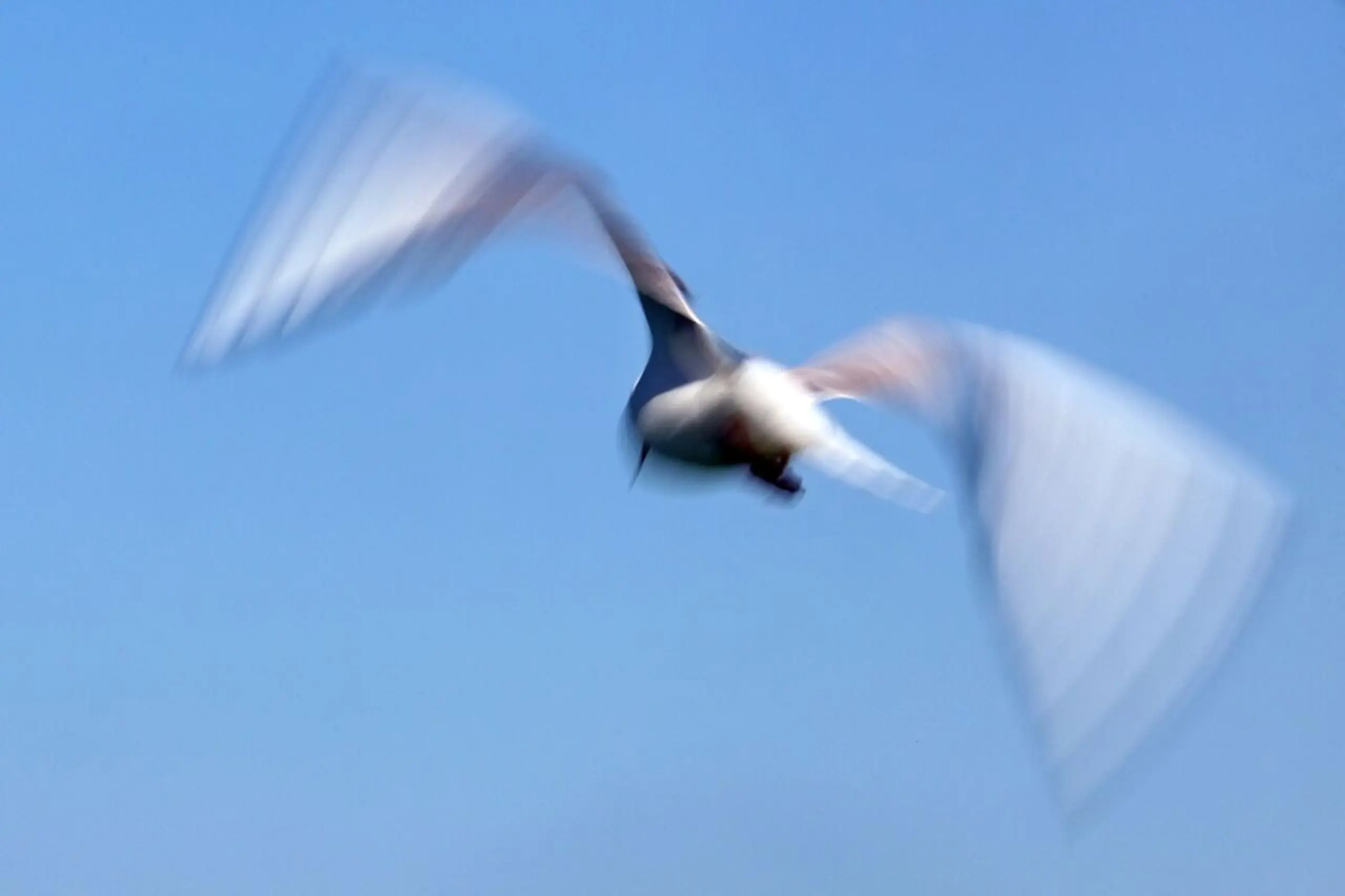 Zunehmende Übertragung der Vogelgrippe auf Menschen befürchtet