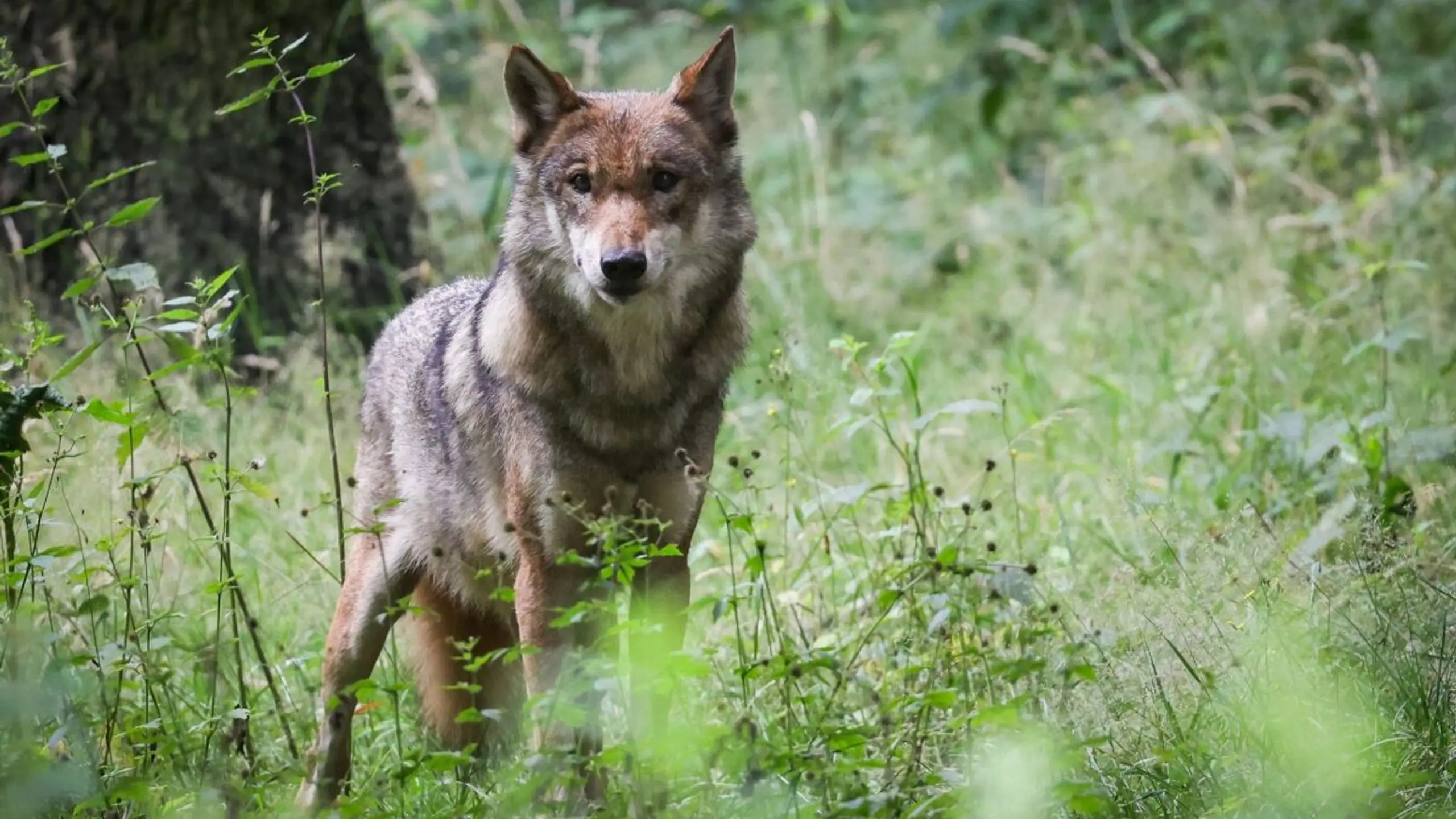 Die Ermittlungen zu einem toten Wolf in Tirol dauern an