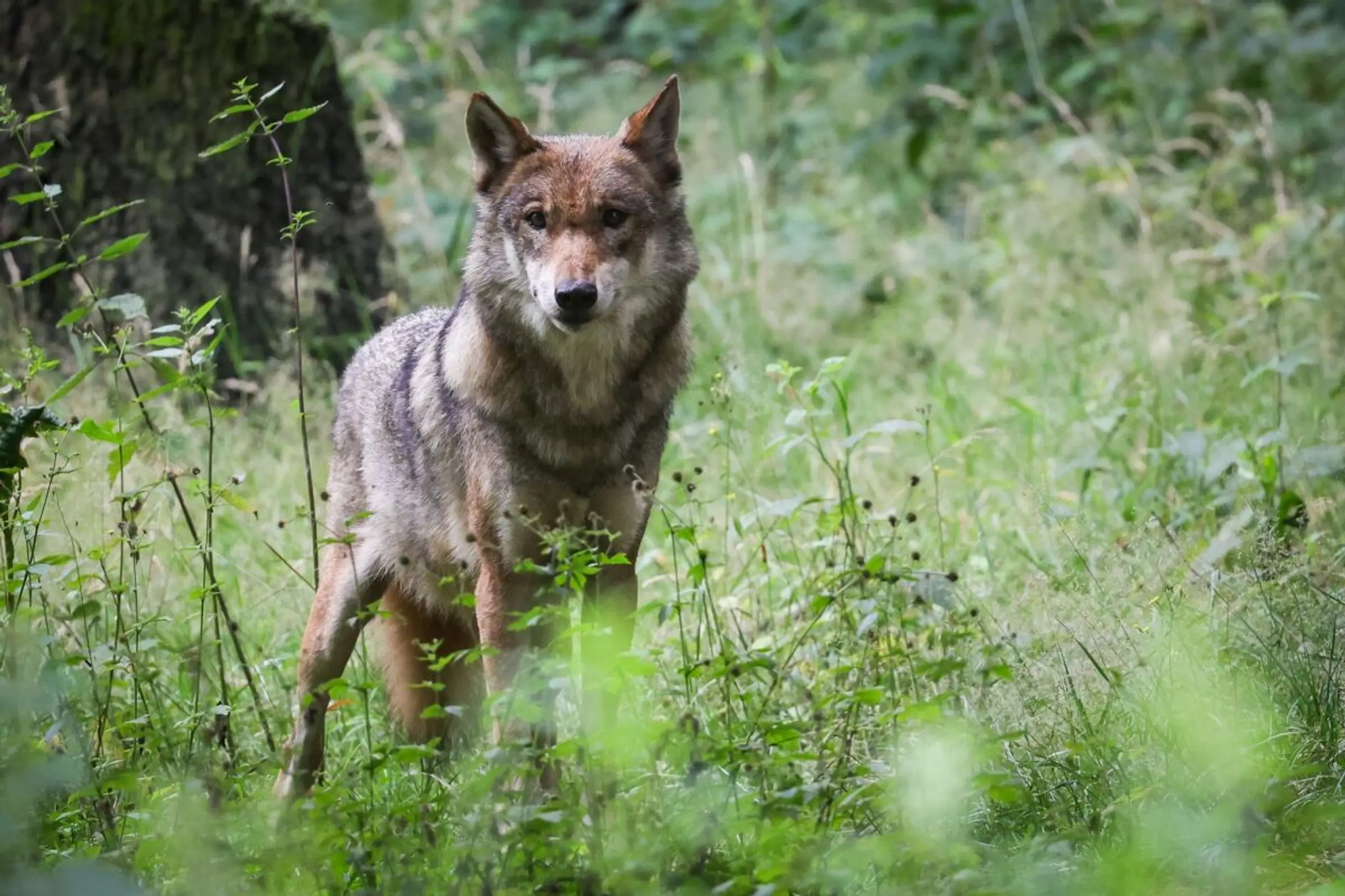 Die Ermittlungen zu einem toten Wolf in Tirol dauern an