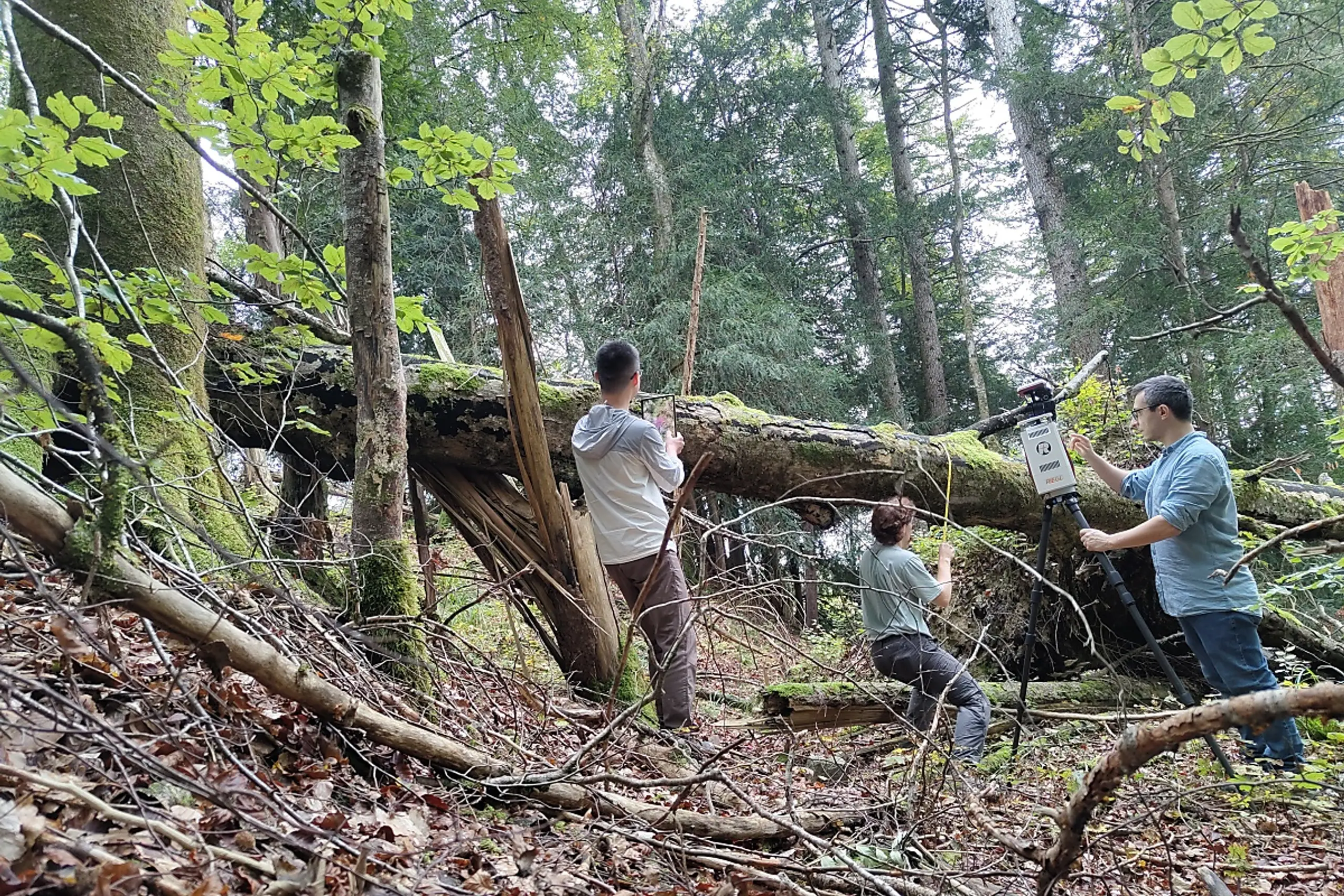 Die abgestorbenen Bäume und Äste bieten Lebensraum, unterstützen den Nährstoffkreislauf und reduzieren Erosion