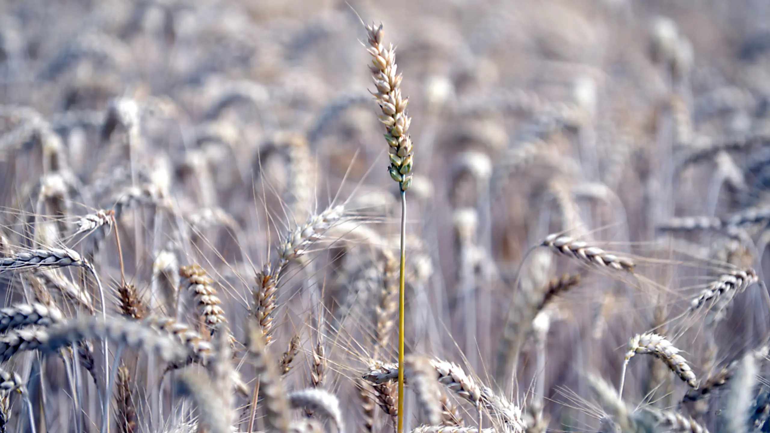 Landwirte blicken derzeit mit Sorge auf den Wetterbericht